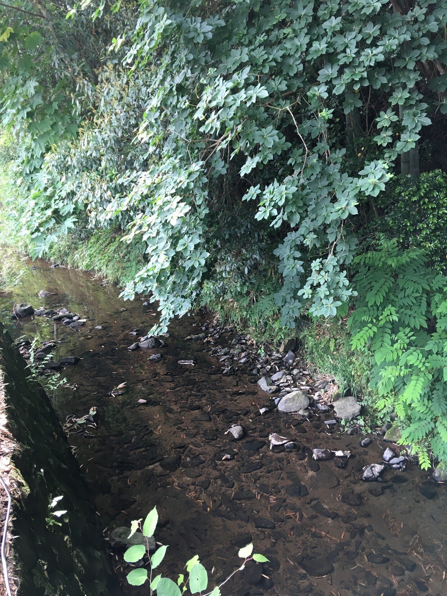 2023年版：香川県三豊市蛍スポットまとめ｜週刊みとよ ほんまモンRadio!