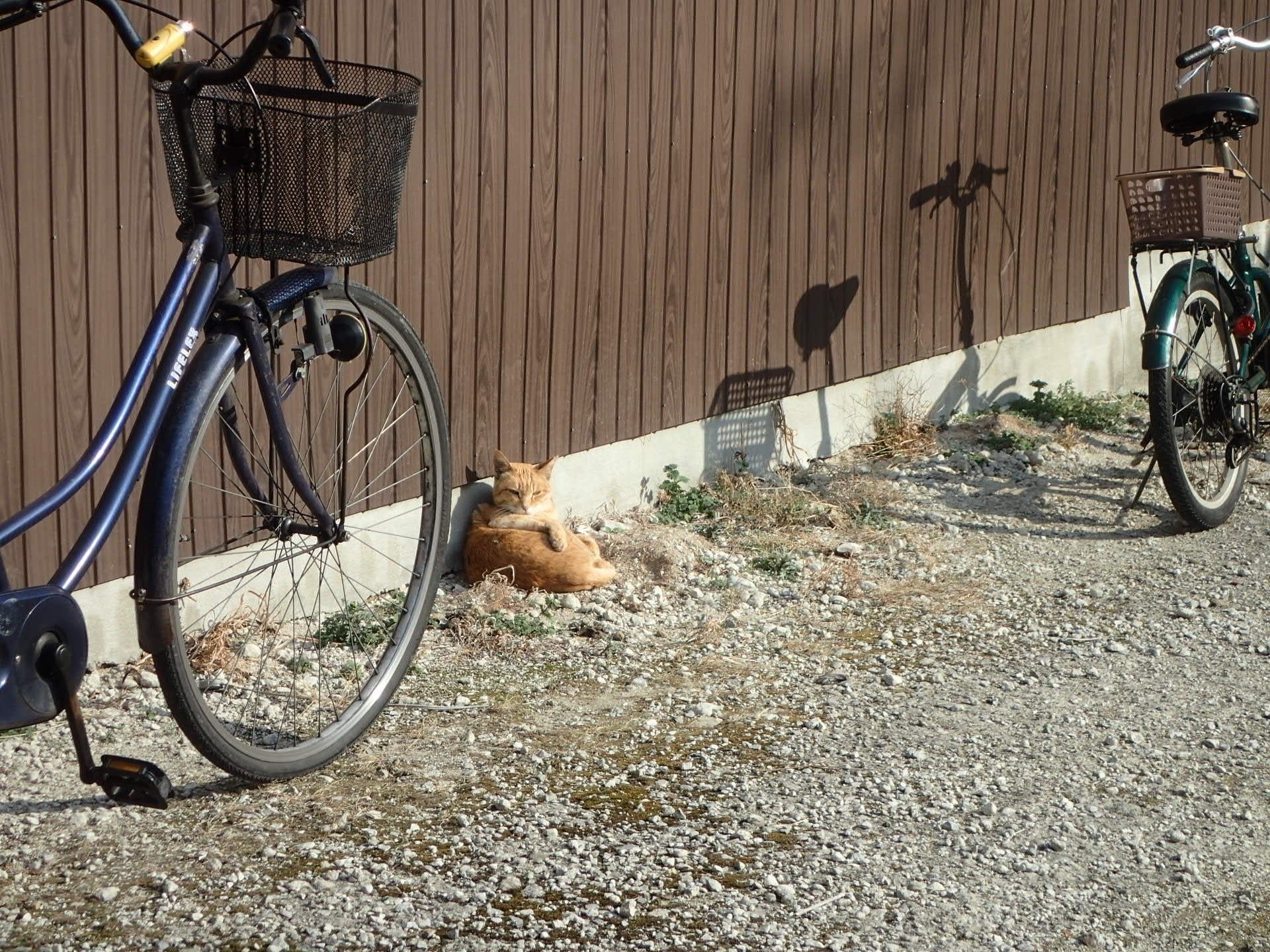 ねこラジオ』全作解説＋目次｜北野勇作