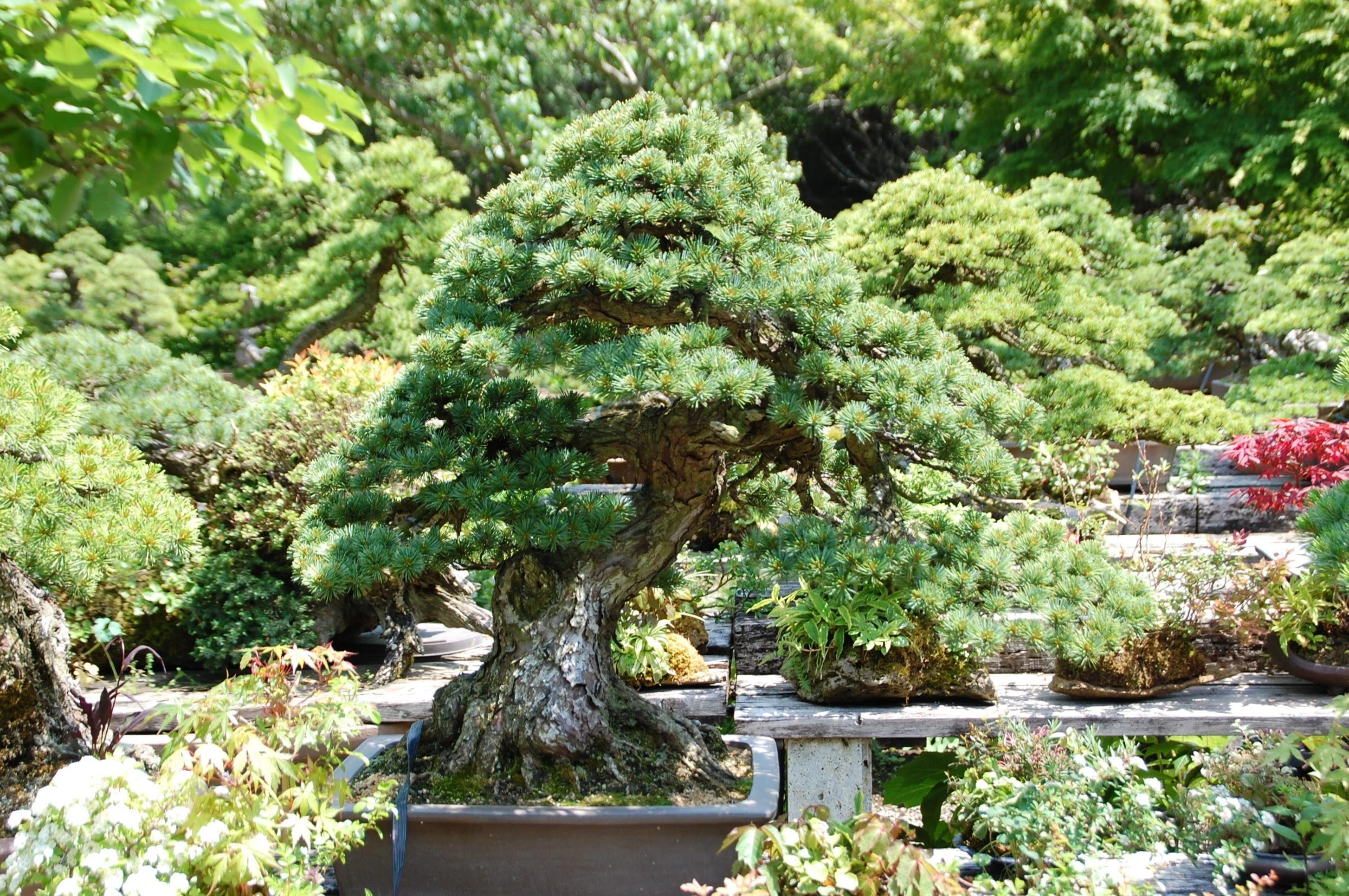 空間有美」盆栽の心に学ぶ｜Forest Chimney 麦わら手仕事教室