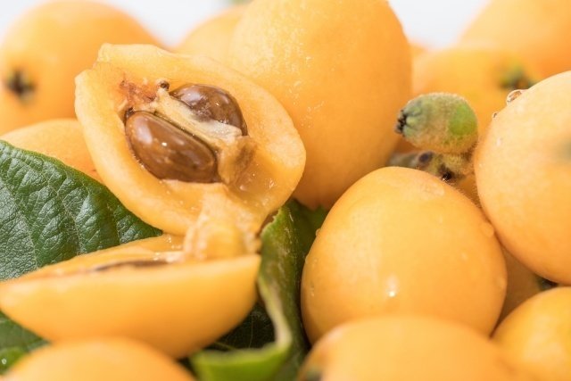 くらしの東洋医学 鍼灸で元気に】長寿の味方「びわ」のヒミツ｜あやかざり