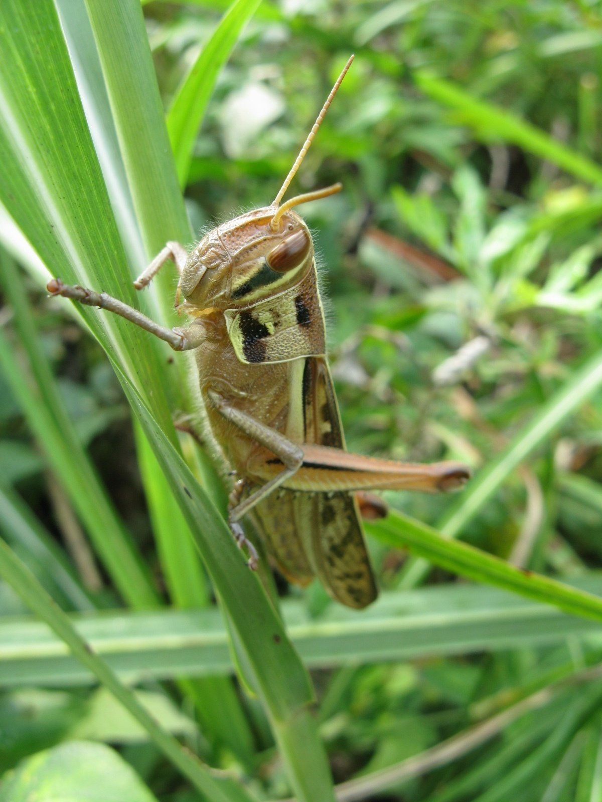 かつての里山に暮らす動植物 その3 虫たち ～バッタの仲間～｜森中遊助