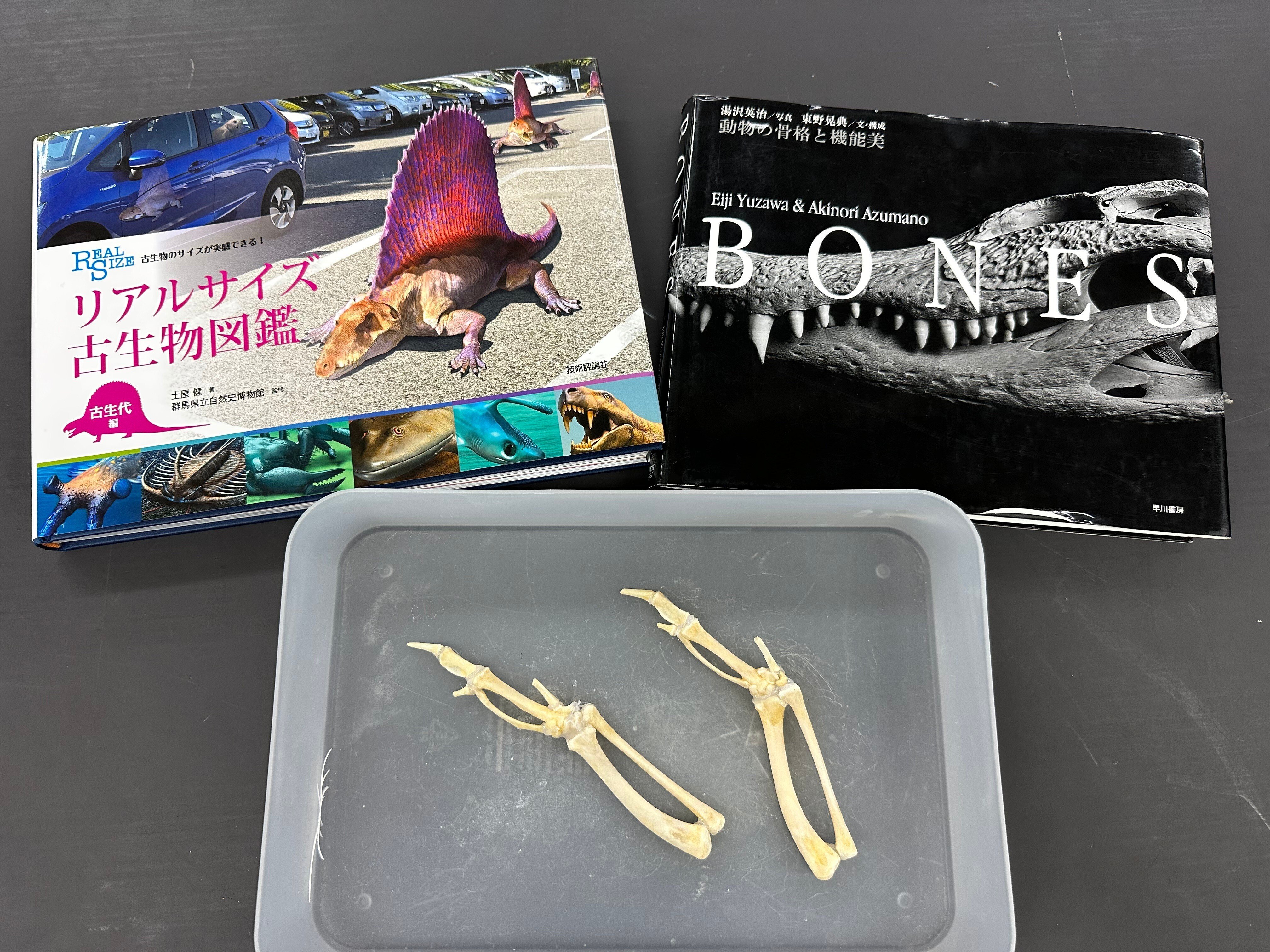 生物の多様性】｜矢野充博