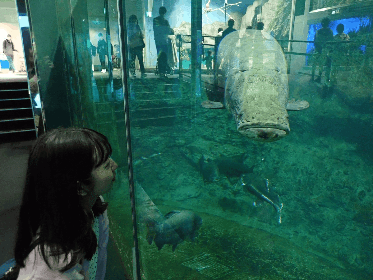 鳥羽水族館 飼育種類数 日本一の水族館「鳥羽水族館」- 伊勢・鳥羽 Day1