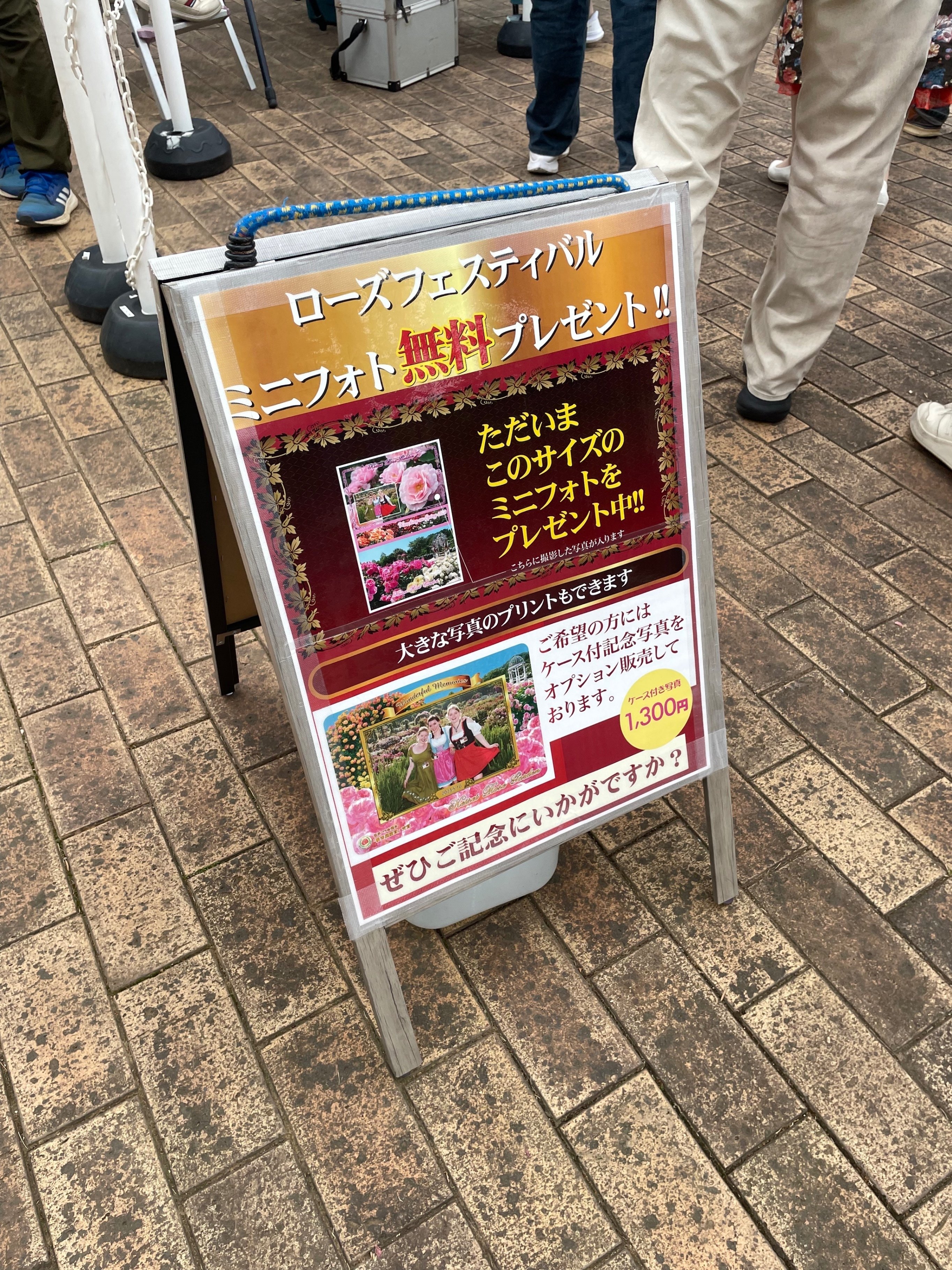 関東最大級のバラ園のバラが見頃！【京成バラ園】｜yappi