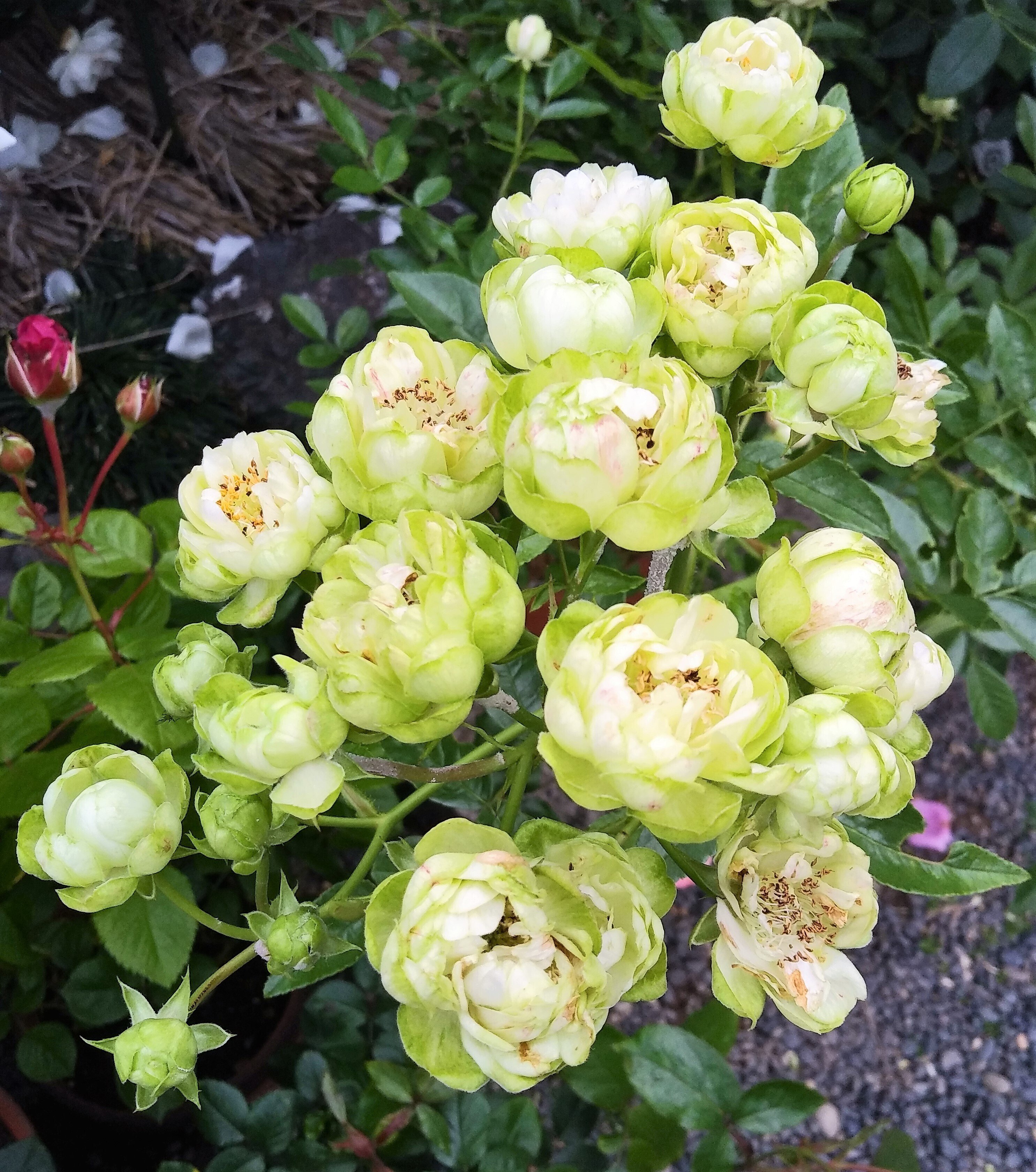 令和5年5月24日（水）園内に咲くバラ③（遅咲きと変わった花の形のバラ