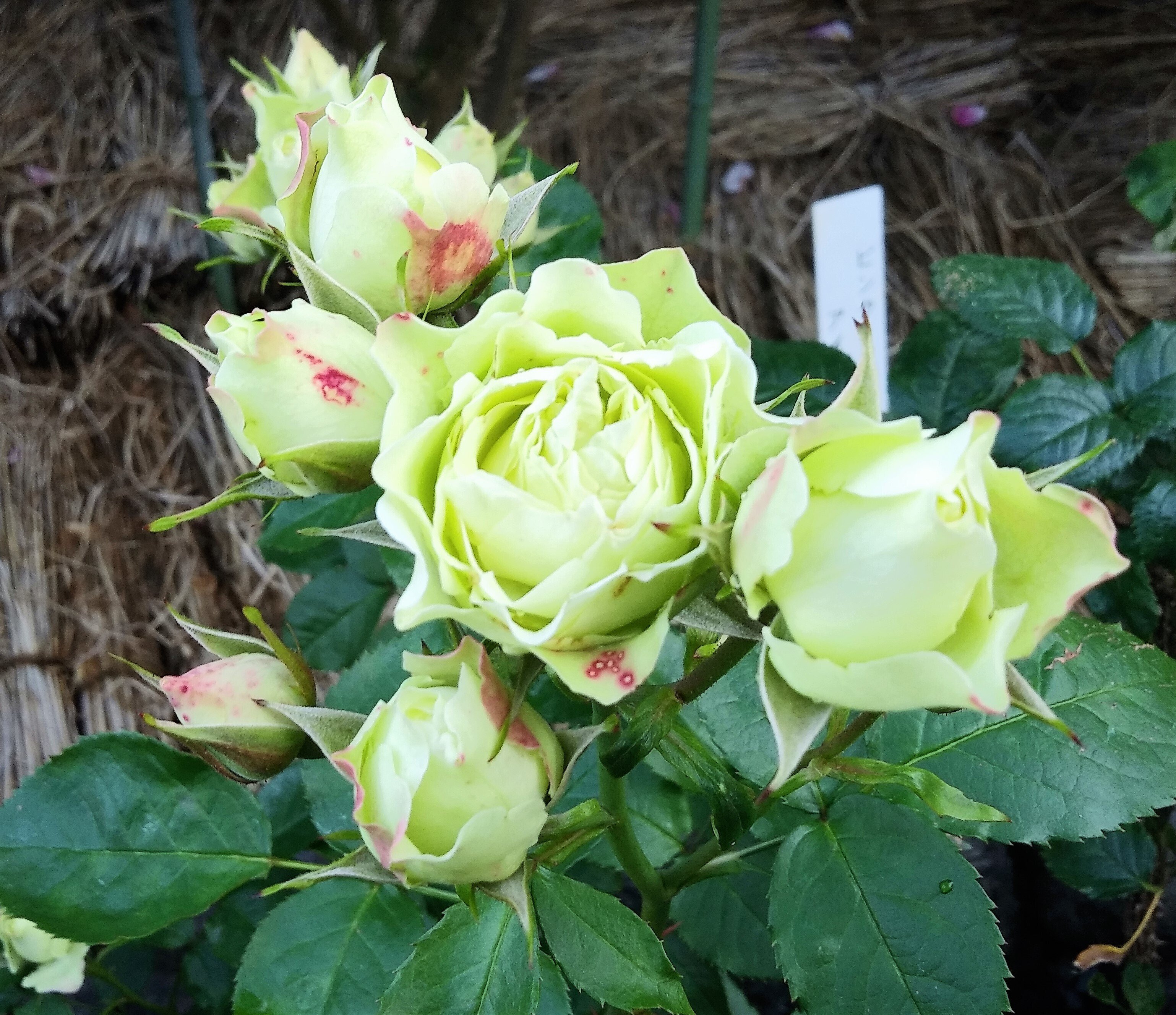 令和5年5月24日（水）園内に咲くバラ③（遅咲きと変わった花の形のバラ