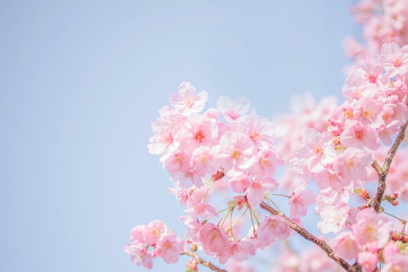 クローズアップ写真のピンクの桜