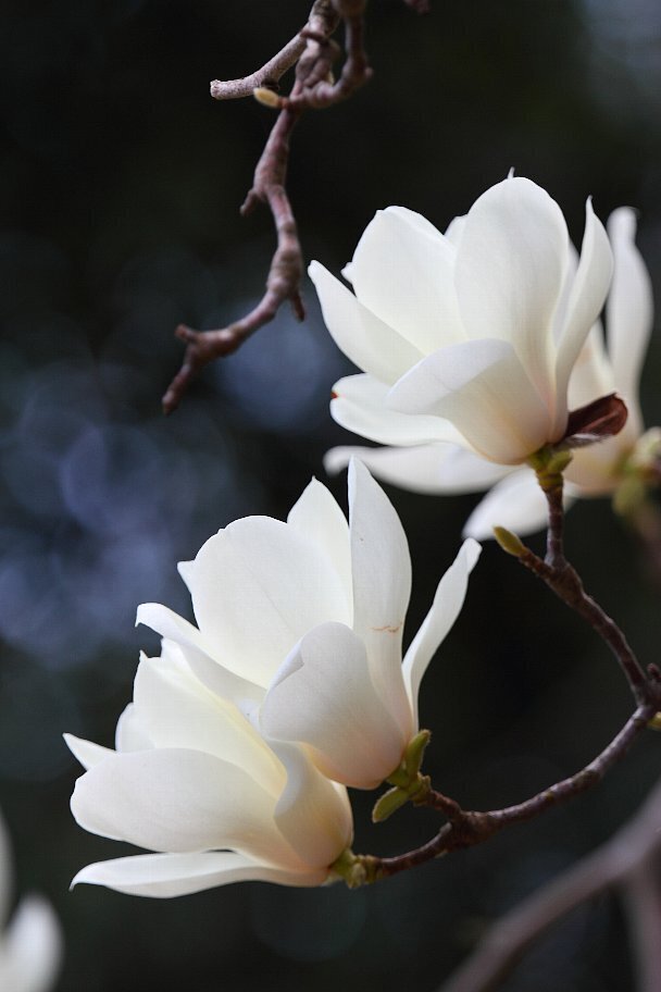 白木蓮(ハクモクレン)の花。