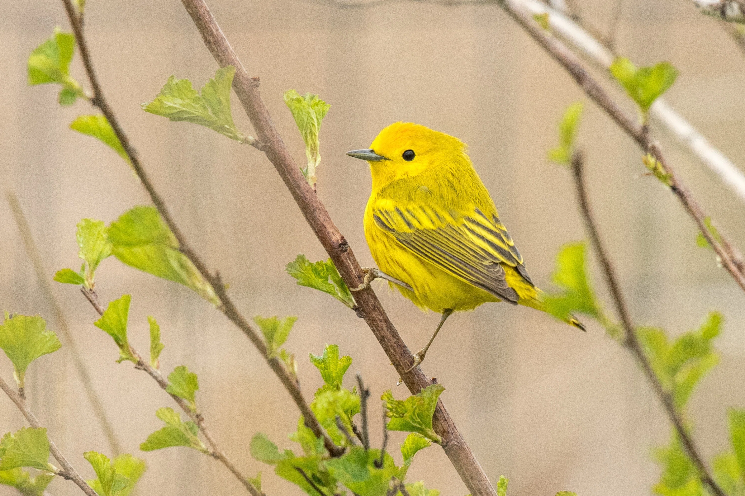 シカゴでバードウォッチング！】Warblers｜ローリー
