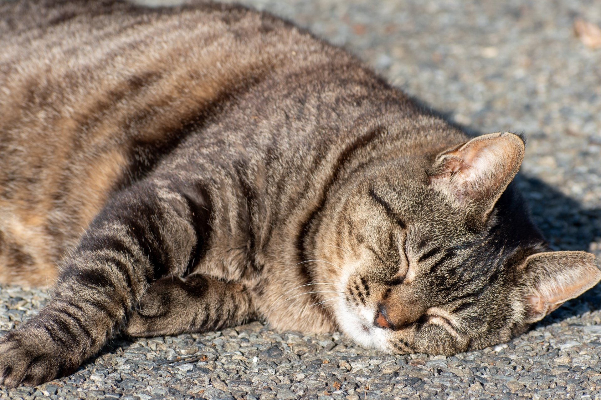 かつて神様だった？＞知識深まるネコちゃんのお話【コジマアニマル図鑑