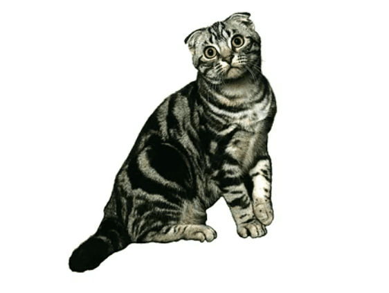 かつて神様だった？＞知識深まるネコちゃんのお話【コジマアニマル図鑑