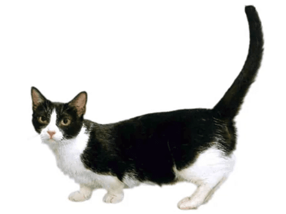 かつて神様だった？＞知識深まるネコちゃんのお話【コジマアニマル図鑑