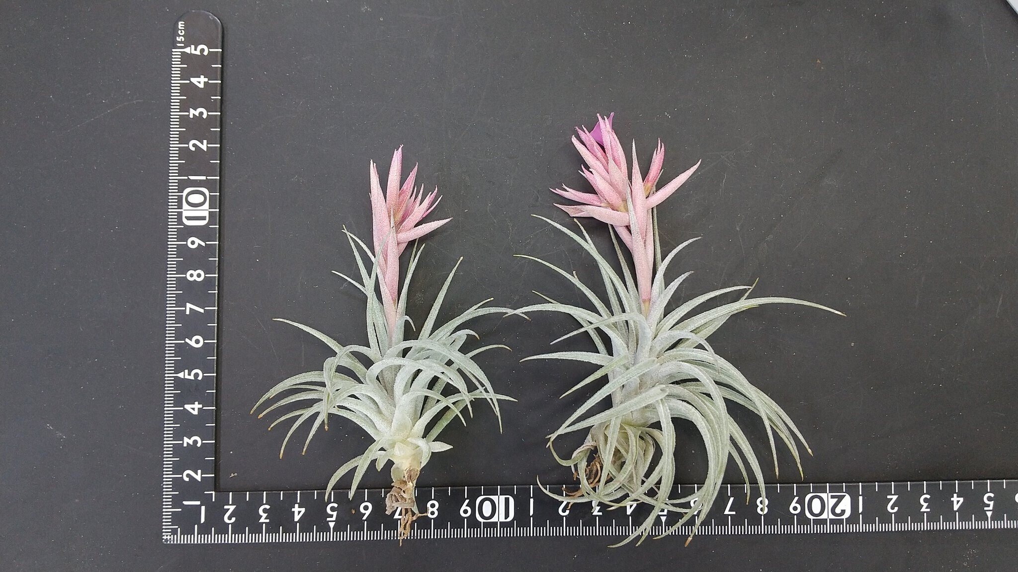 チランジア入荷リスト5/21｜NatureGarden🌿神田