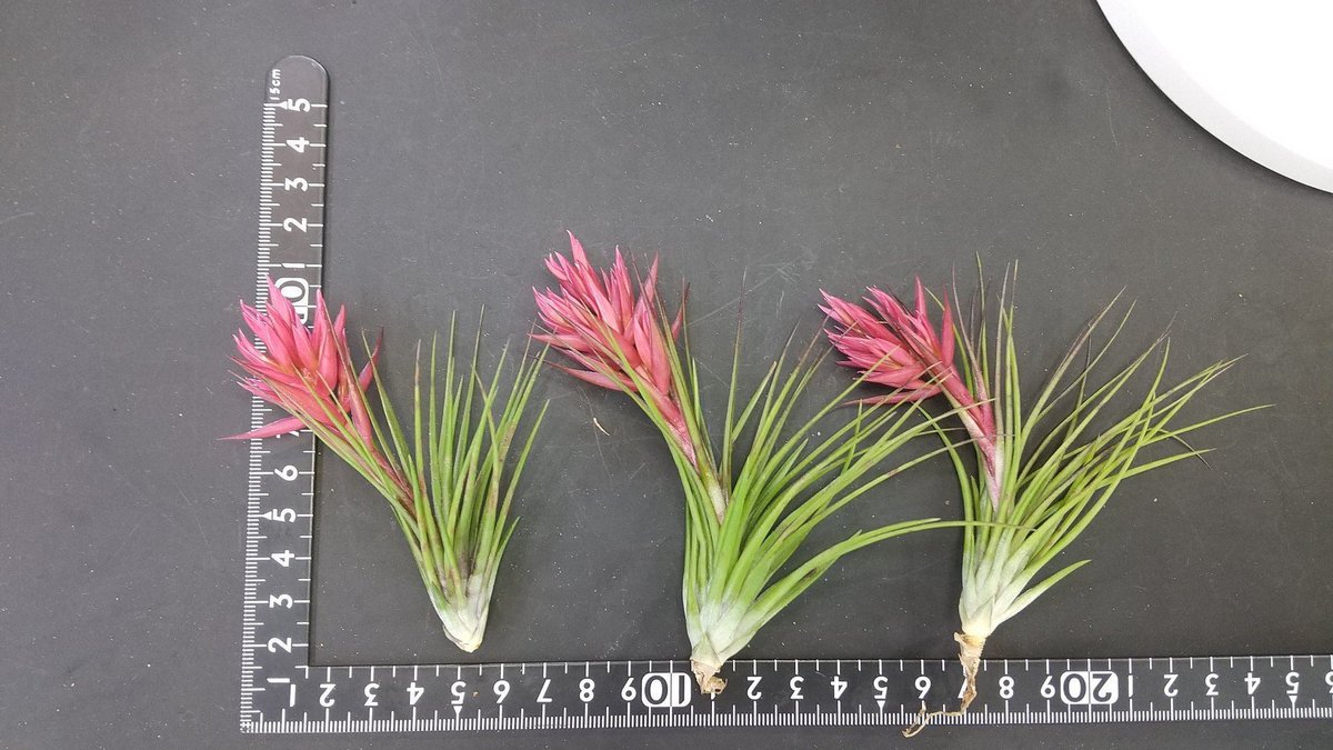 Tillandsia globosa グロボーサ覆輪花 超希少種 禍々しい