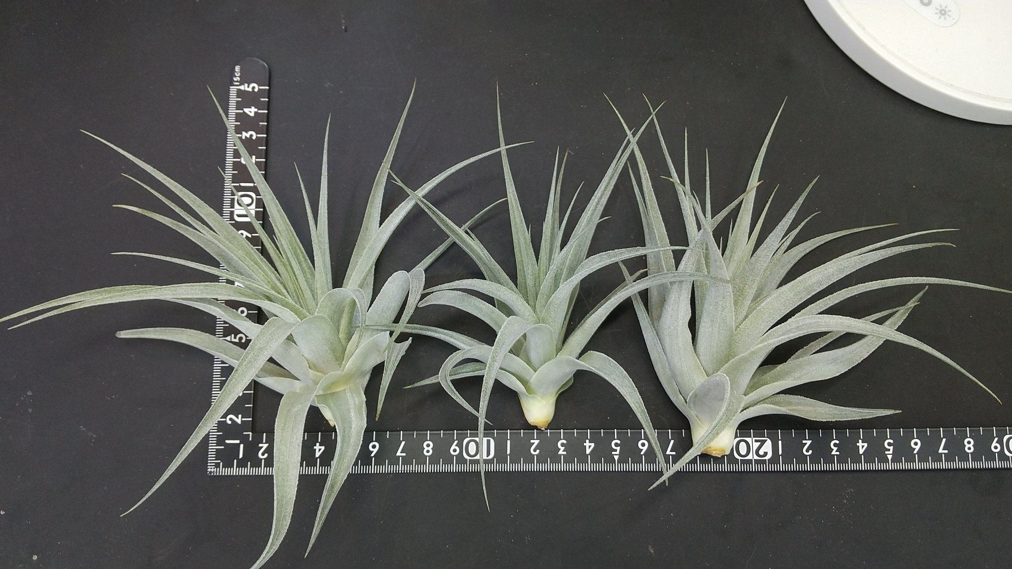 チランジア入荷リスト5/21｜NatureGarden🌿神田