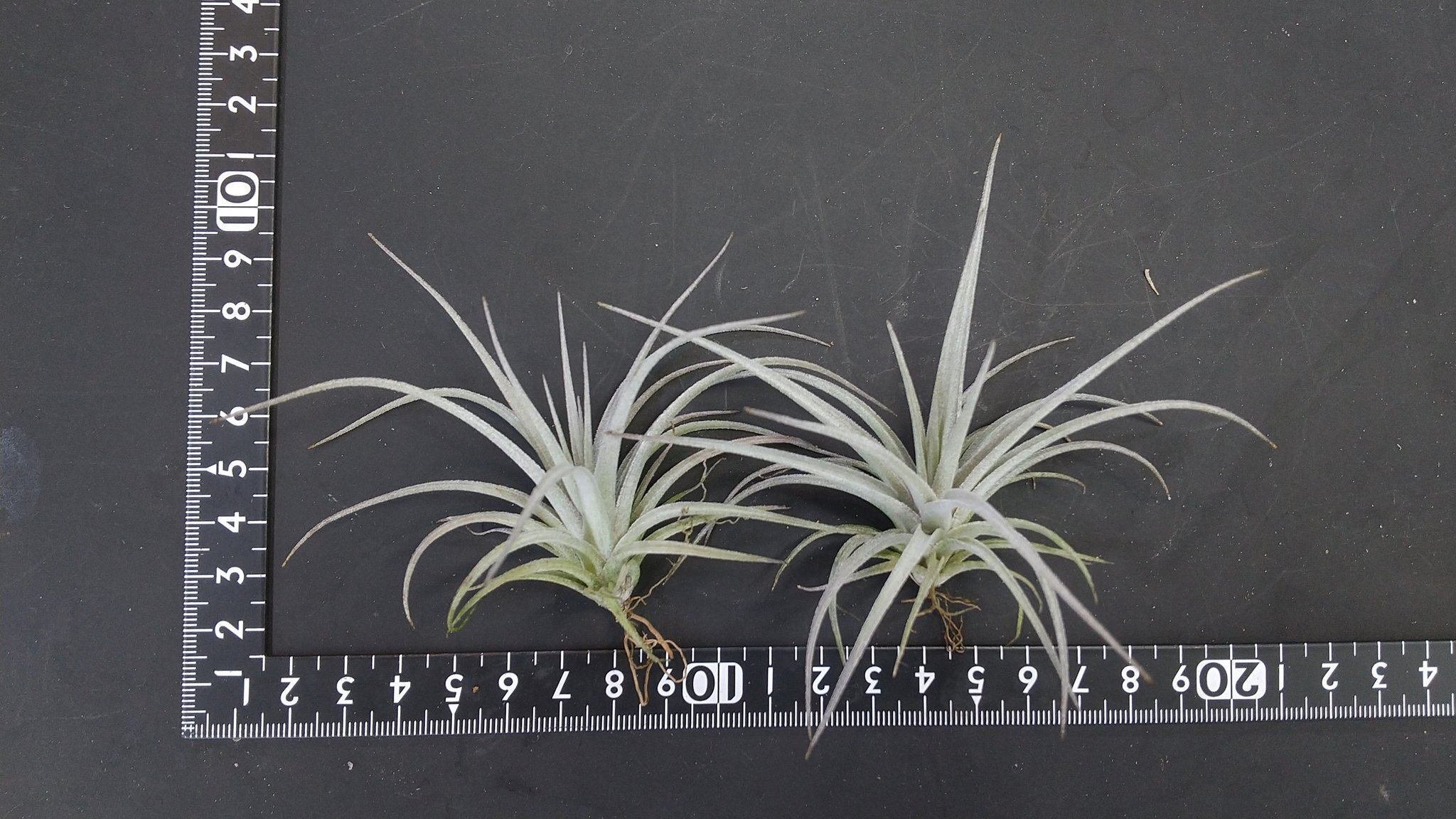 Tillandsia Barfussii 速達発送 Tillandsia Barfussii 速達発送 - メルカリ