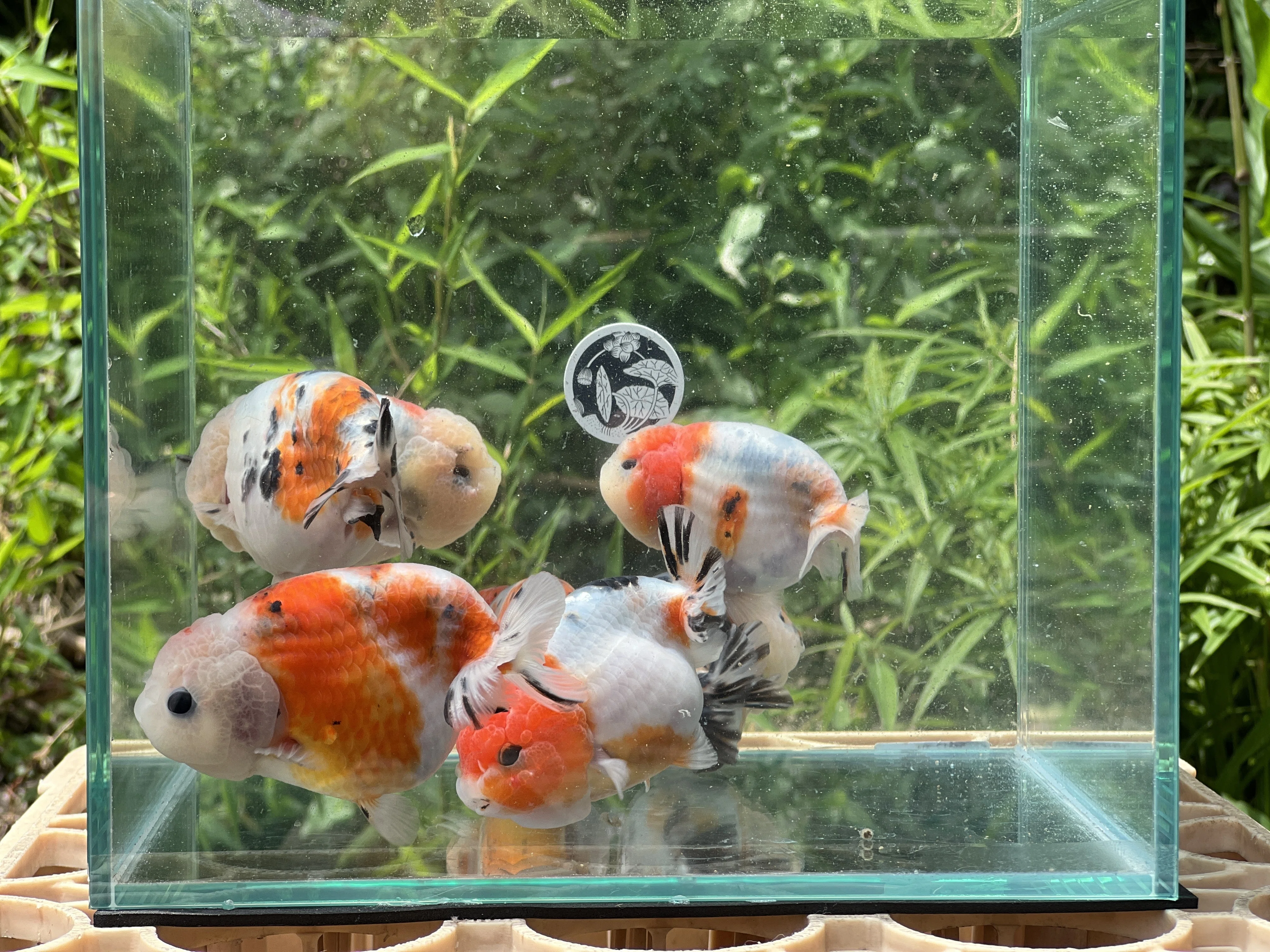 0527江戸錦在庫魚写真｜SAMURAI FARM