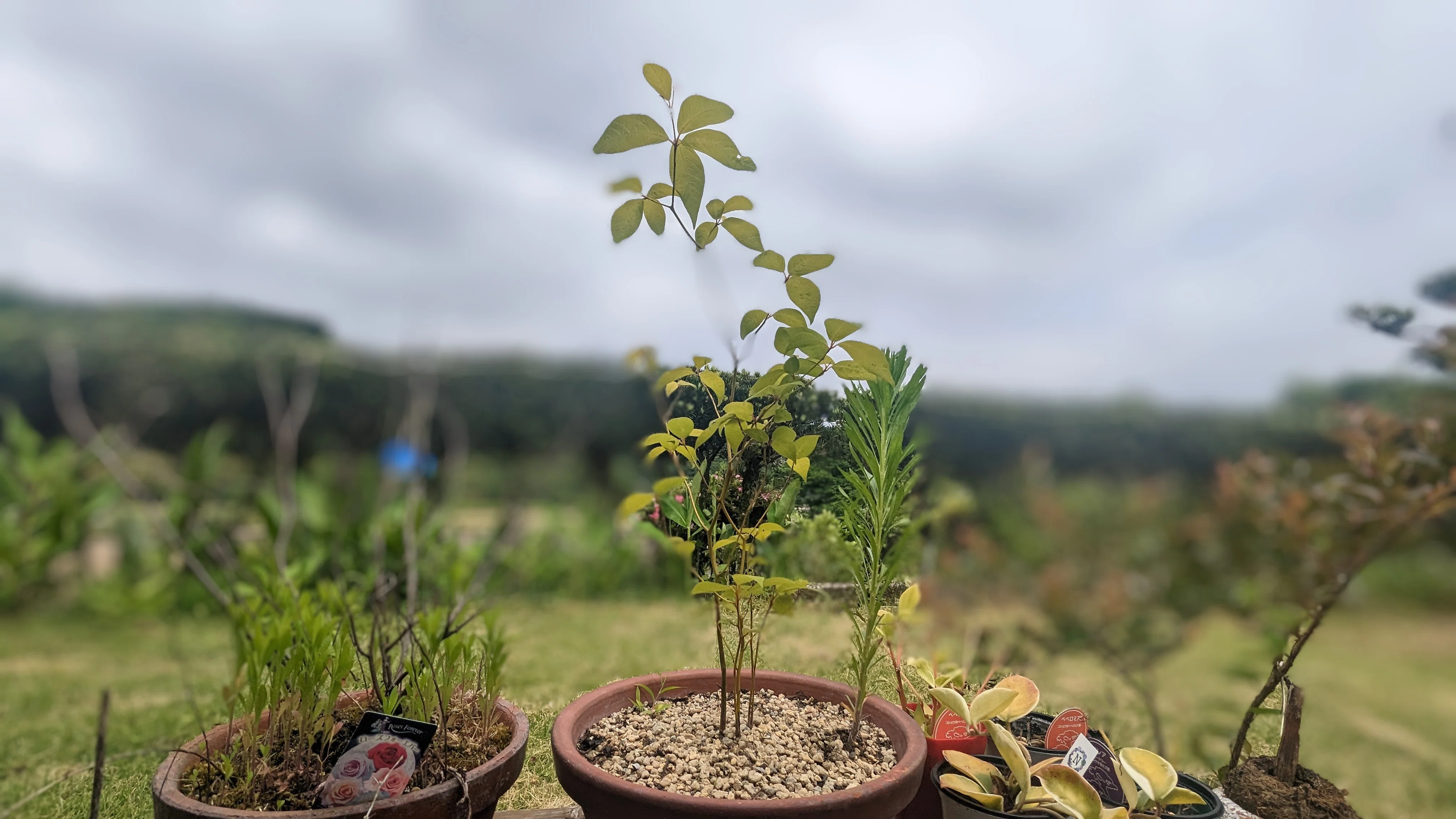 ふわっと爽快な香りのトリコに、クロモジ茶【和ハーブスタイル】｜Tomi