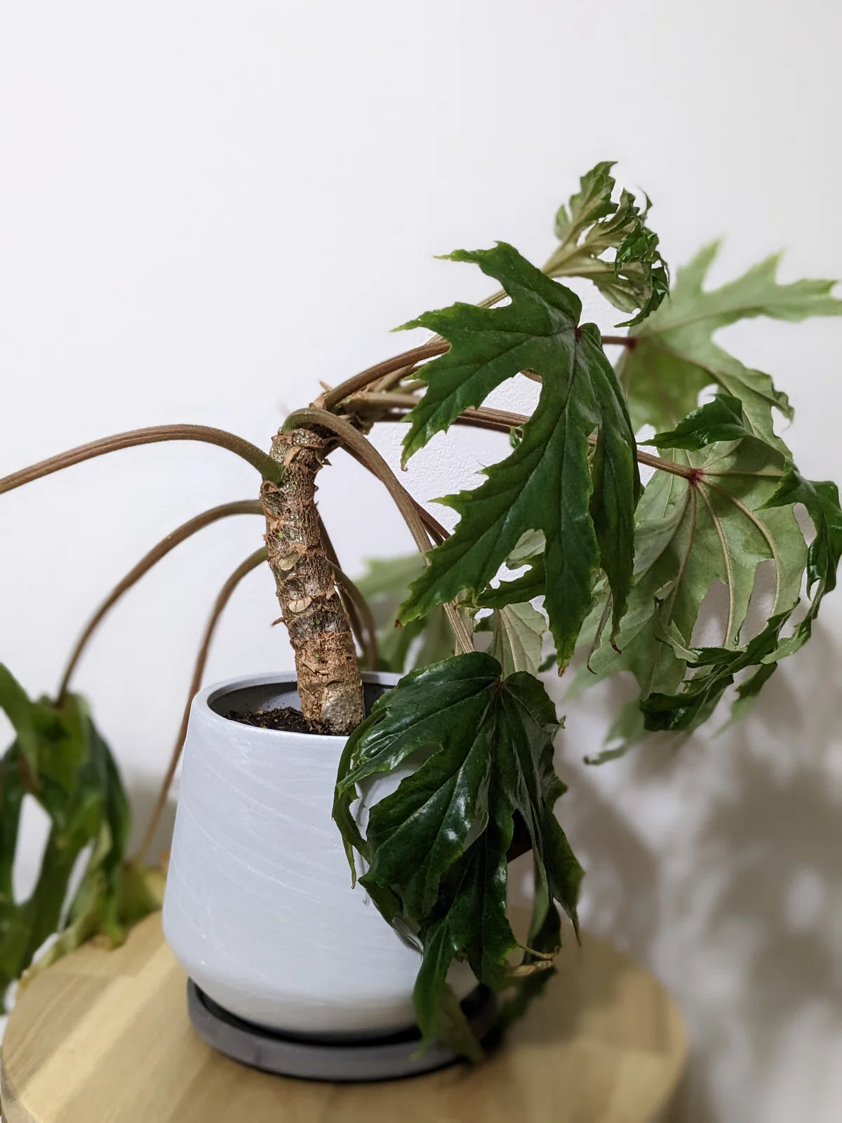 BOTANIZE たのし Pot 鉢 公式 観葉植物 陶器 プラ スコップ