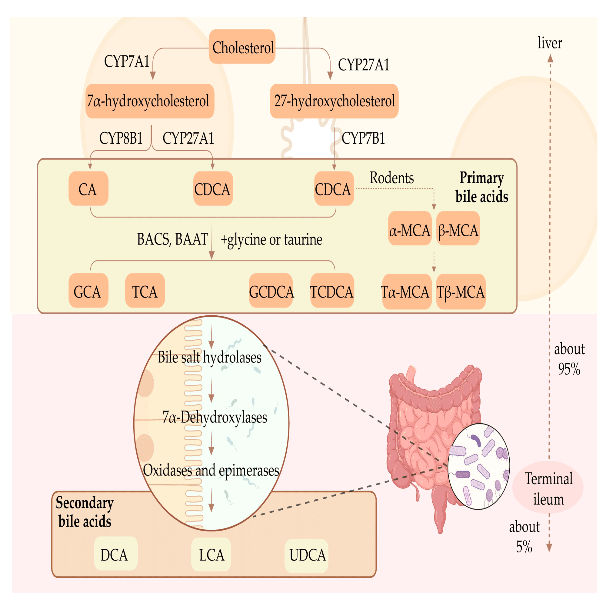 胆汁性肝疾患における腸内細菌叢と胆汁酸のクロストーク｜哉百名