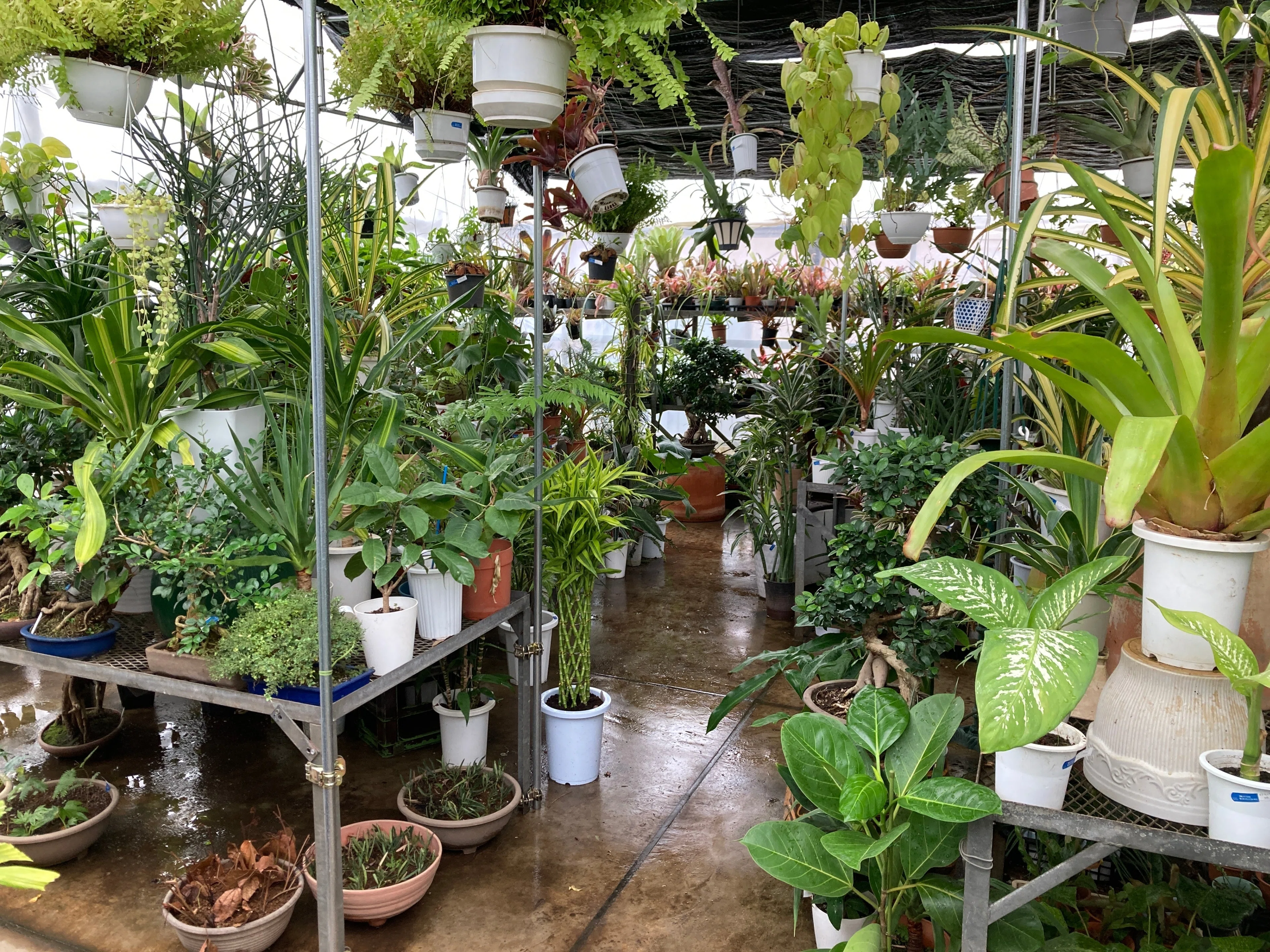 駒沢にある観葉植物の名店・山手苑に行ってきました｜note ワタナベ