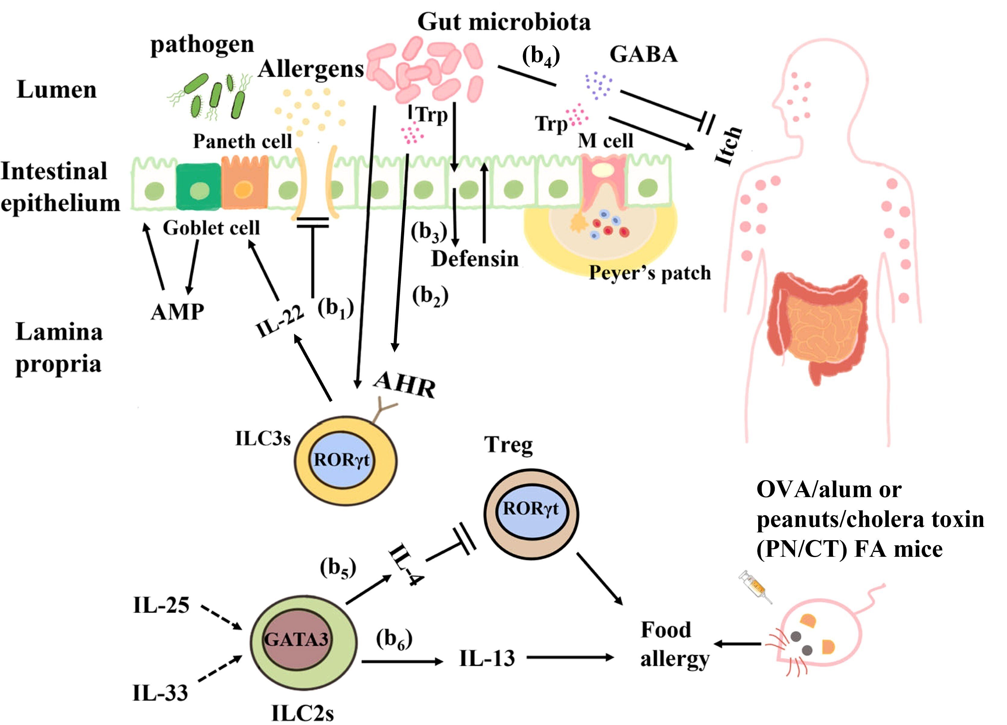 腸管粘膜免疫における腸内細菌叢と自然リンパ系細胞のクロストーク｜哉百名