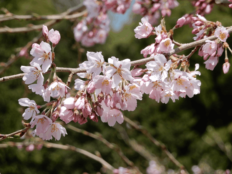 一目千本桜の地で生まれた新品種 2025年3月11日up