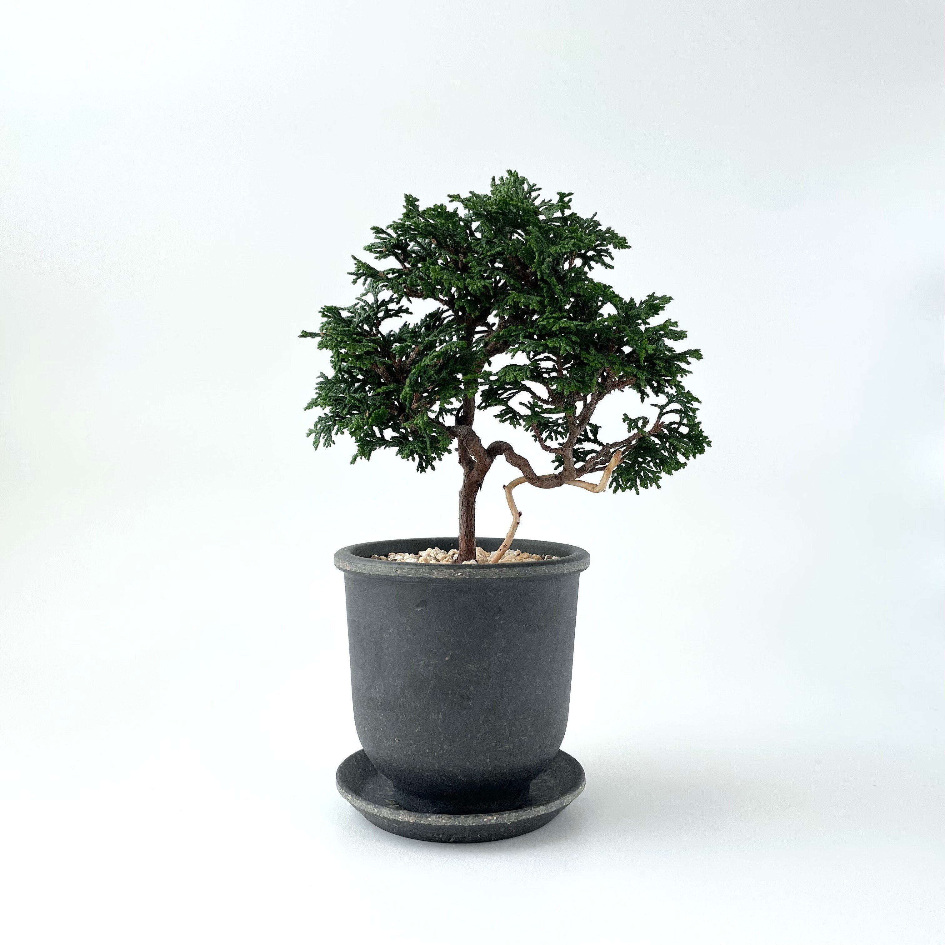 津山ヒノキの育て方。｜白昼堂々.