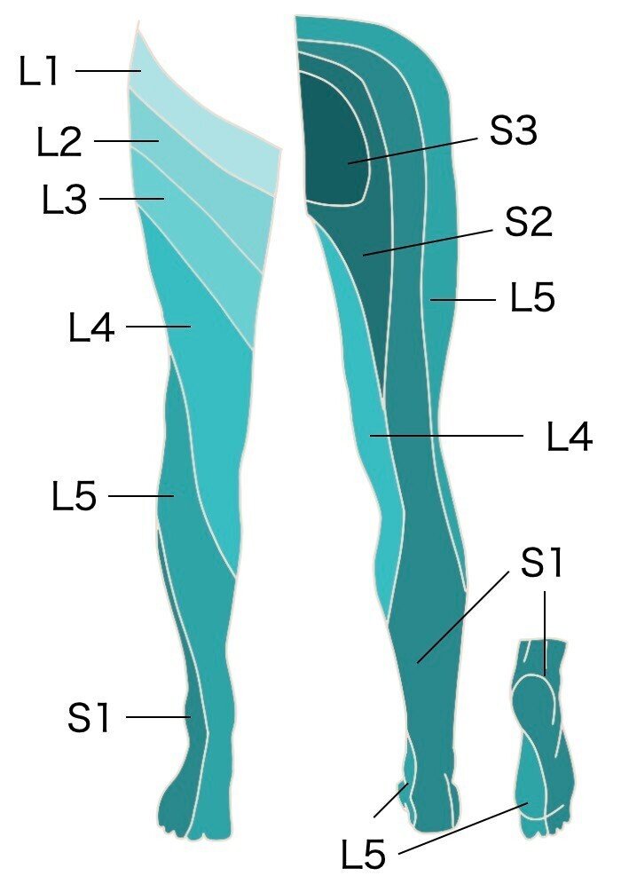 新デルマトームの基礎と応用 新デルマトームの基礎と応用 新