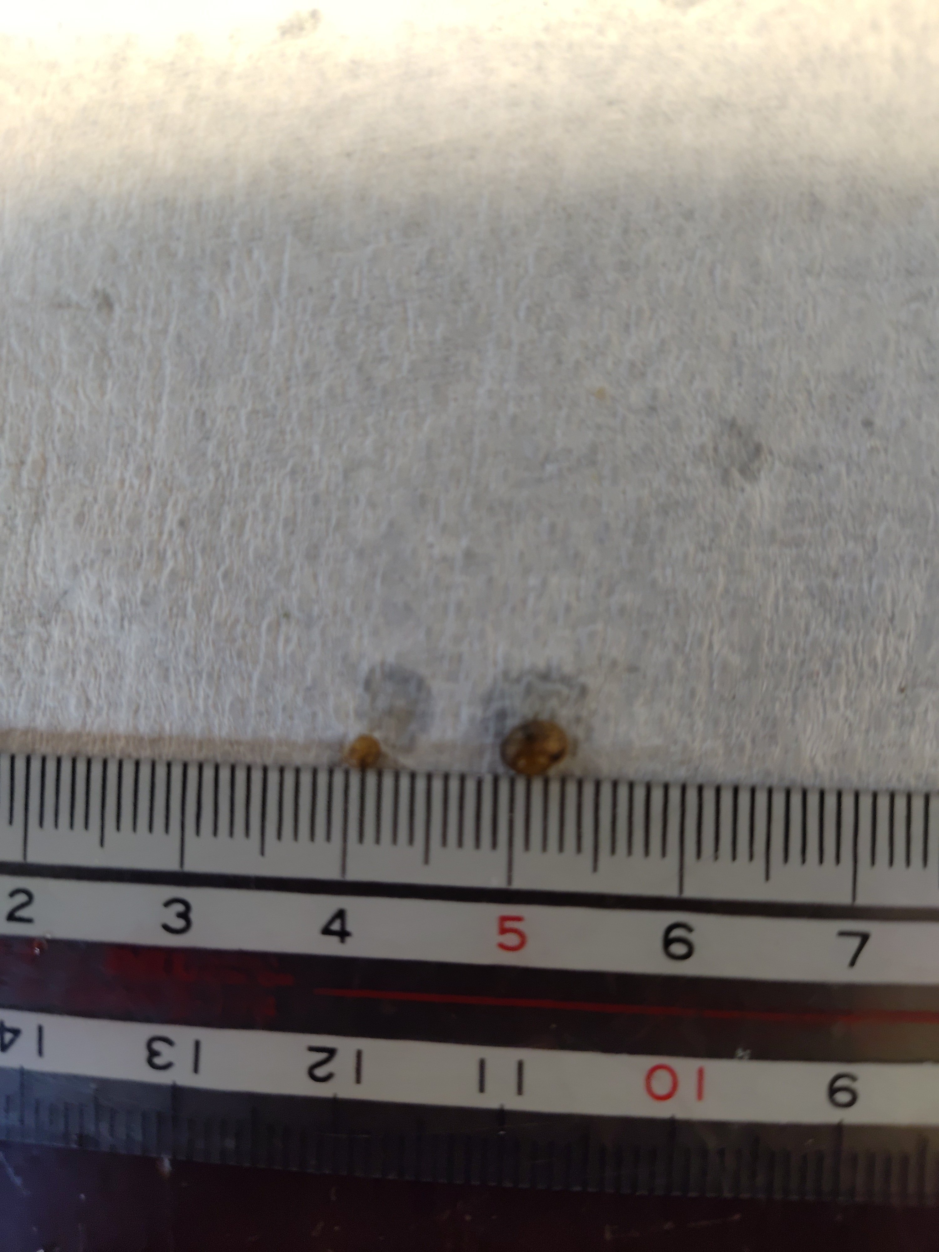 カタツムリ🐌 46匹の赤ちゃん成長記 20日目｜いふ！