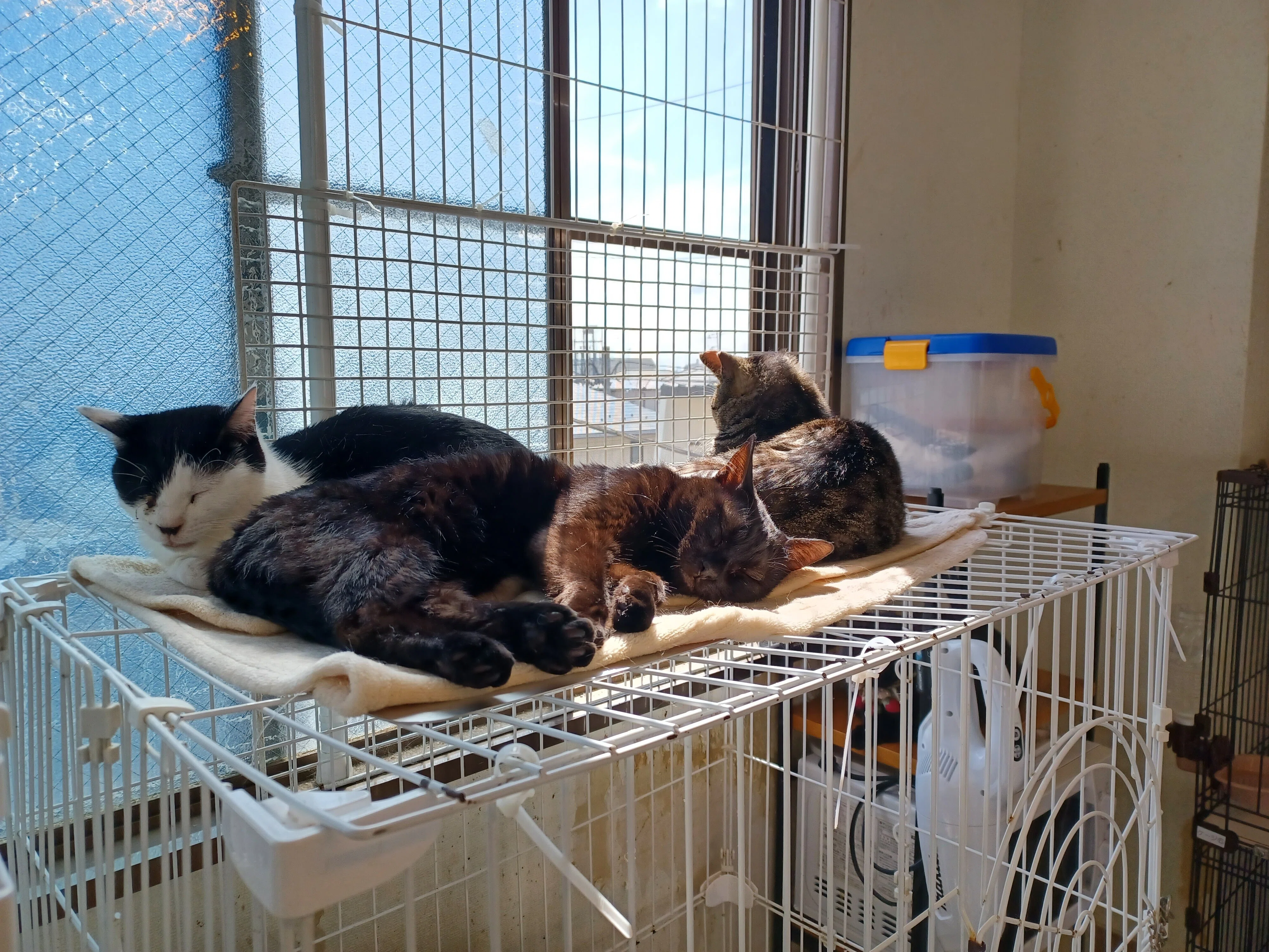 猫は裏切らない｜ワーク＆スタディ＠船橋