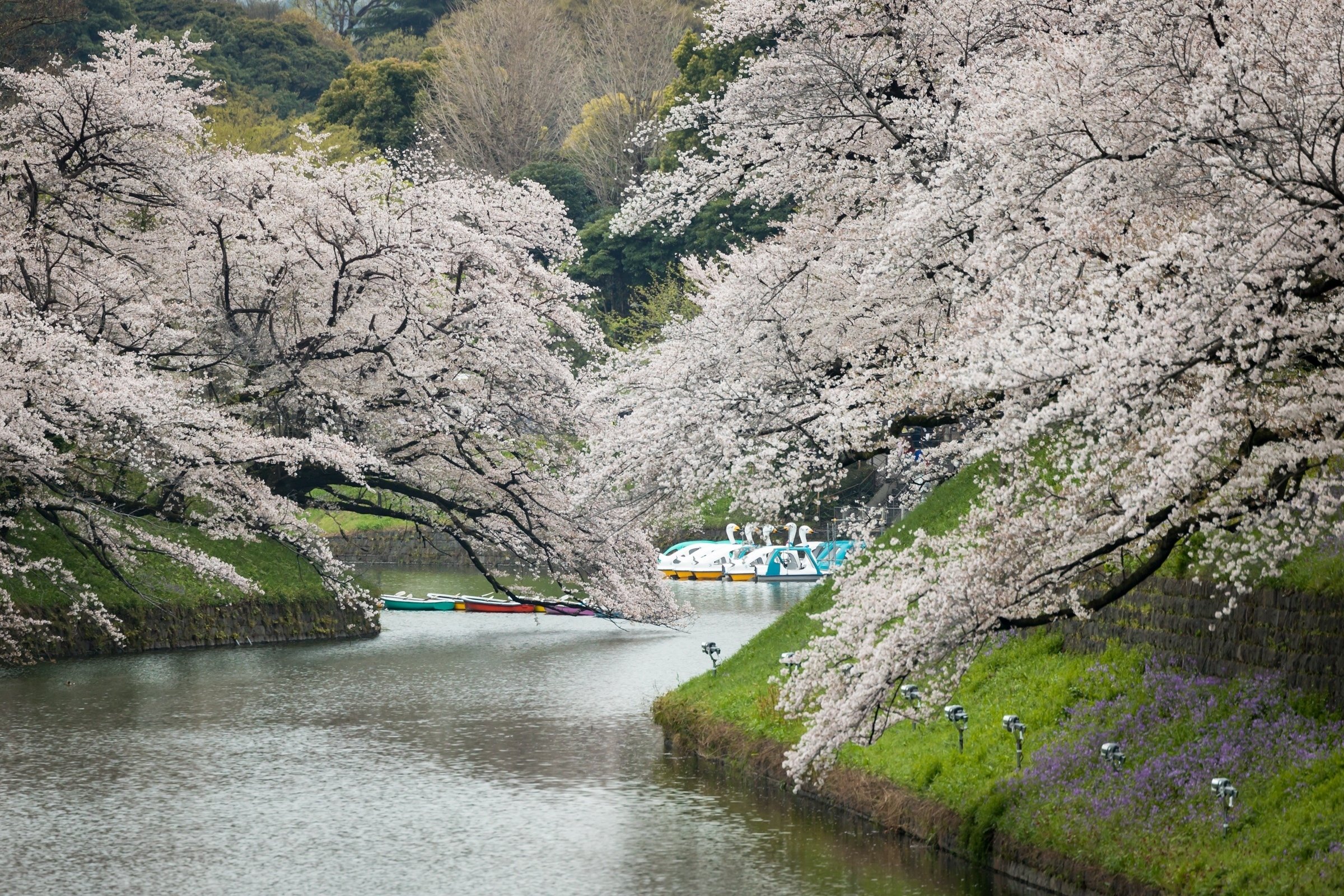 桜撮影にも　軽量超望遠レンズ2本セット 荏原神社でNikon Z9と800mmを使ってみた｜超望遠で切り取る桜とメジロ