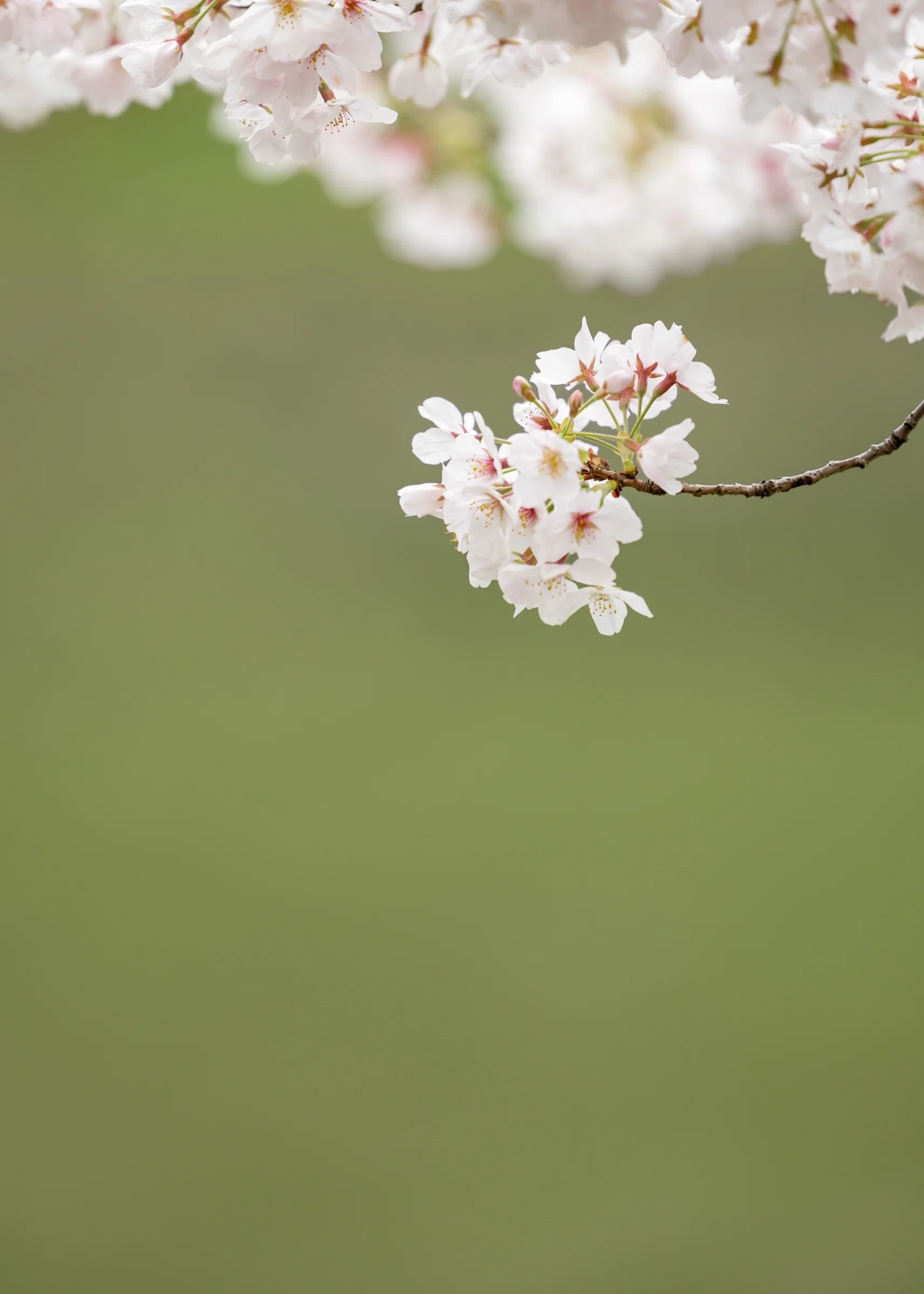 200mm望遠レンズで見る旅 #4 東京桜｜Miwako Lucy