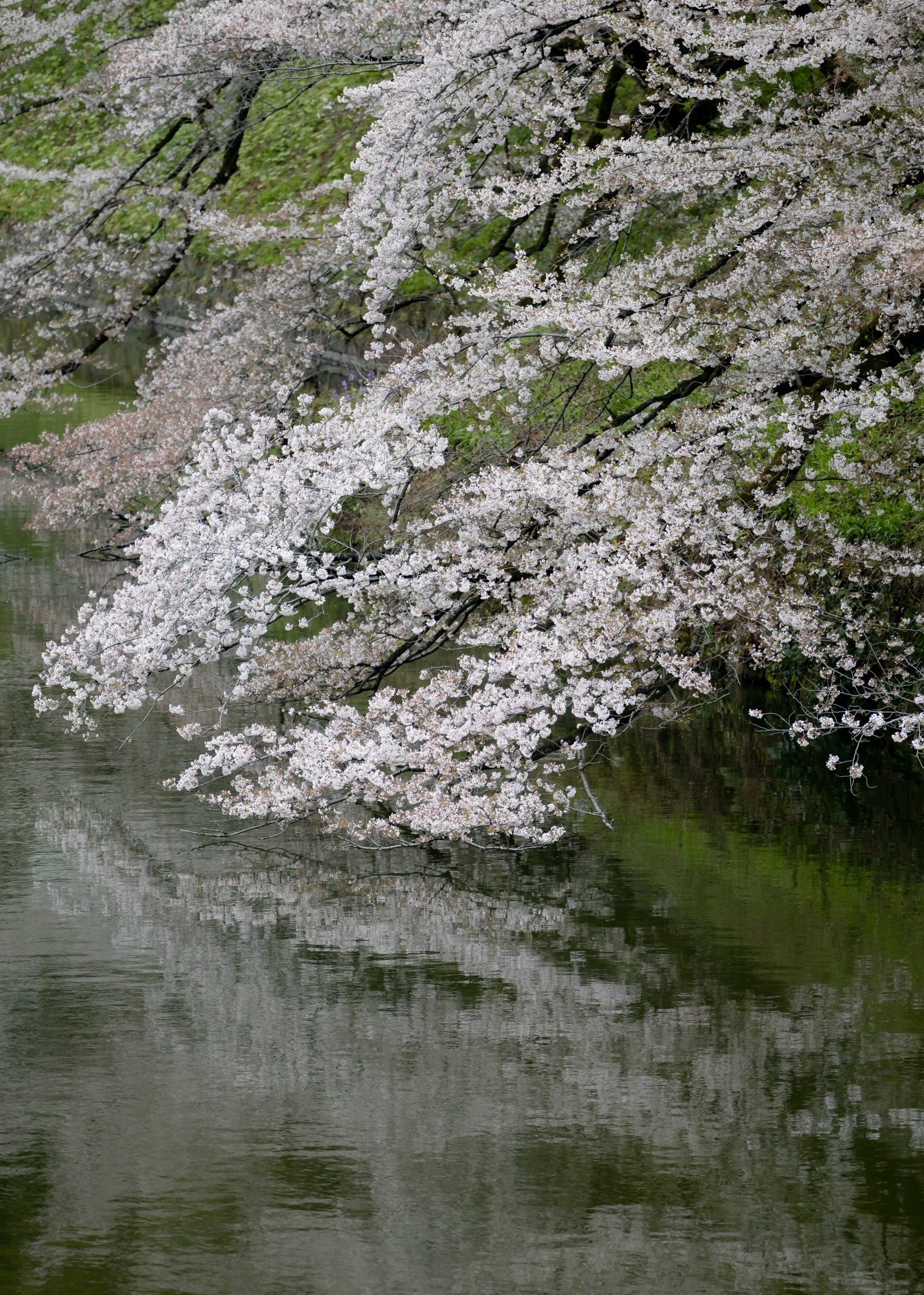 桜撮影にも　軽量超望遠レンズ2本セット 荏原神社でNikon Z9と800mmを使ってみた｜超望遠で切り取る桜とメジロ