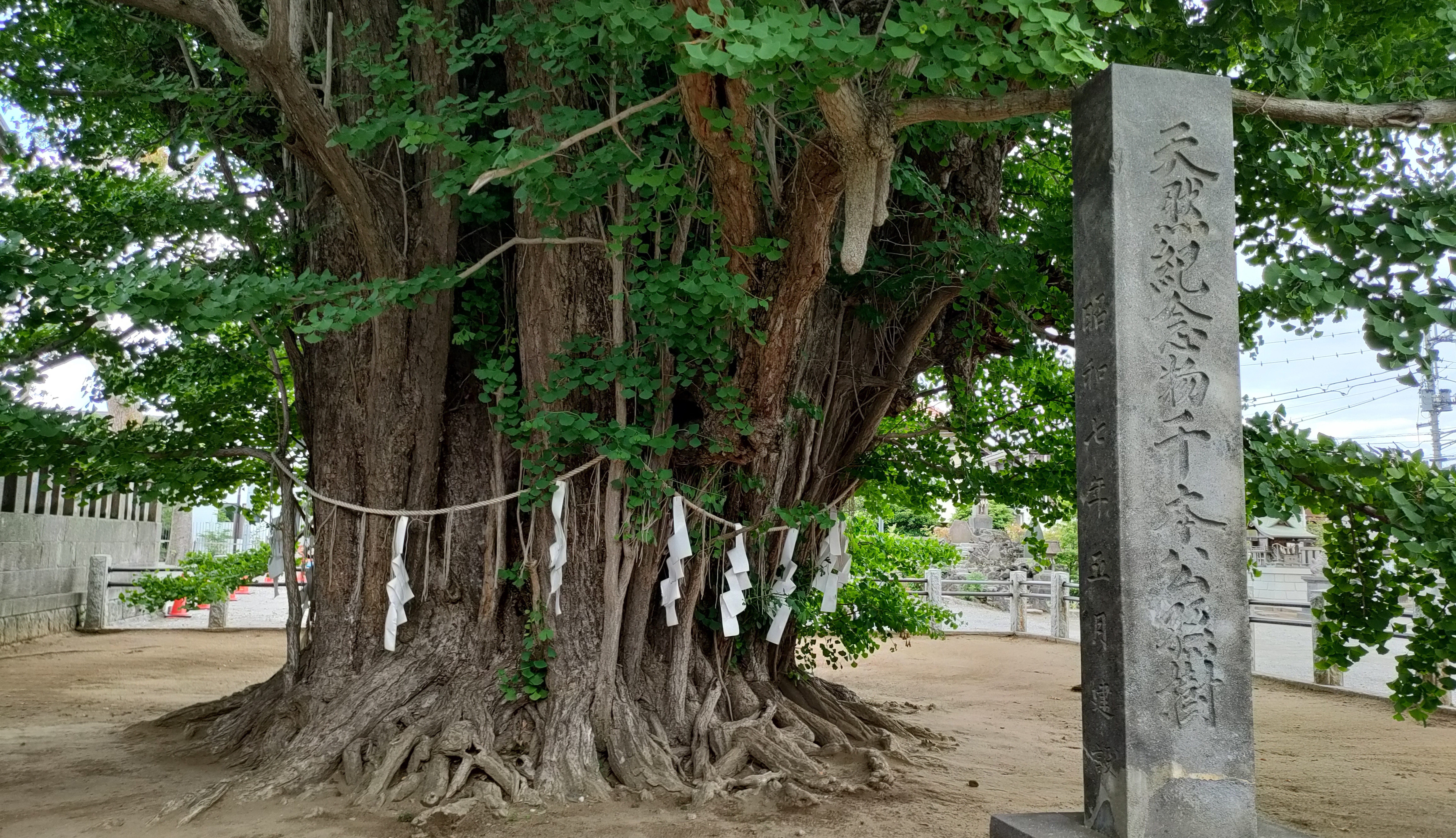葛飾八幡宮の千本公孫樹｜福光 寛 中国経済思想摘記
