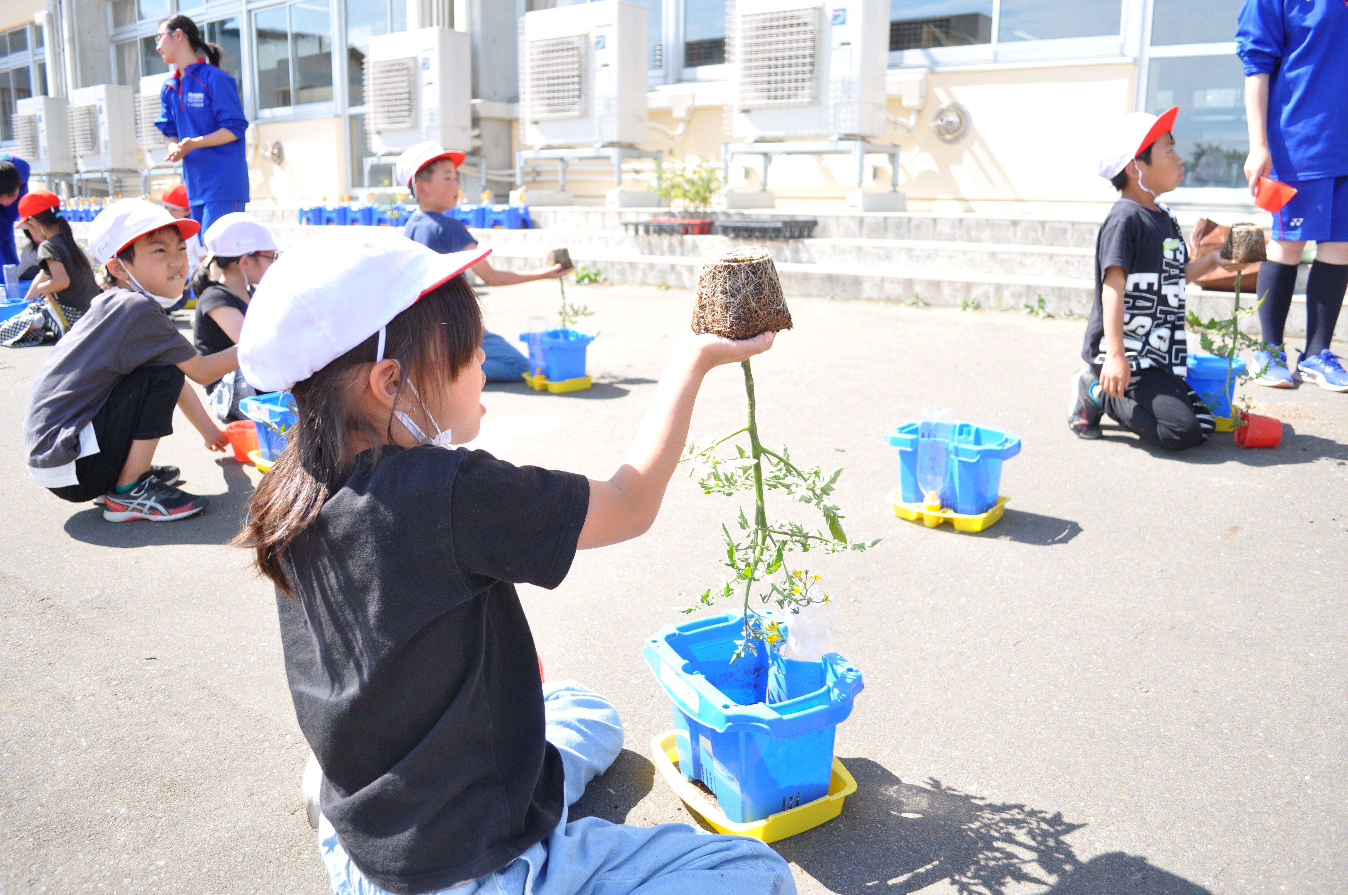 農業科学科2年生の野菜専門分会が真城小学校で交流授業をしました