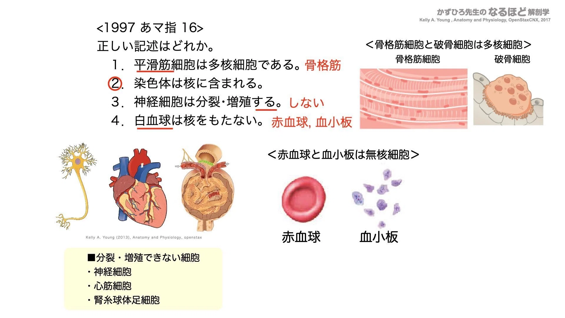 パターン国試学〈Vol.1〉病因・病態、循環器、神経 パターン国試学編集委員会 パターン国試学〈Vol.1〉病因・病態、循環器、神経 パターン国試学編集