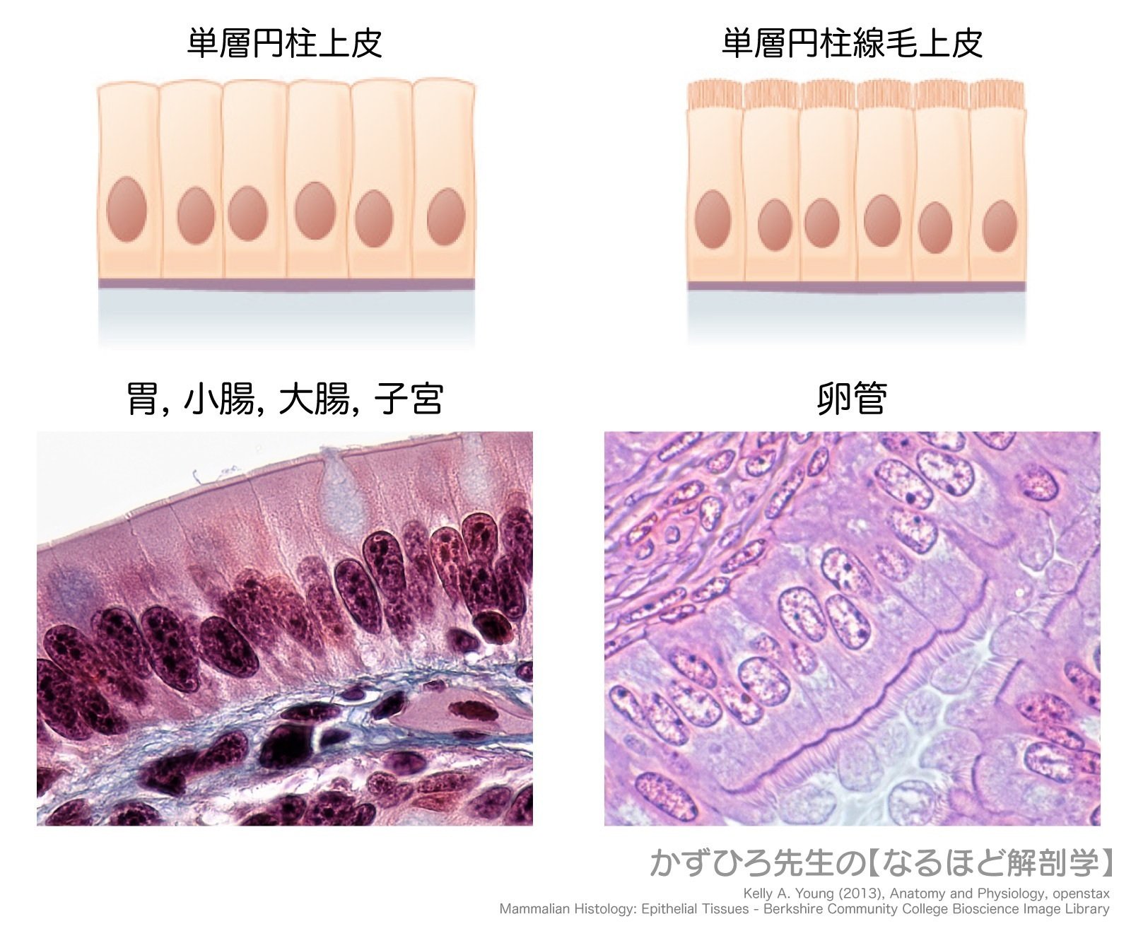 91axA70F0dL._AC_SY200_QL15_.jpg