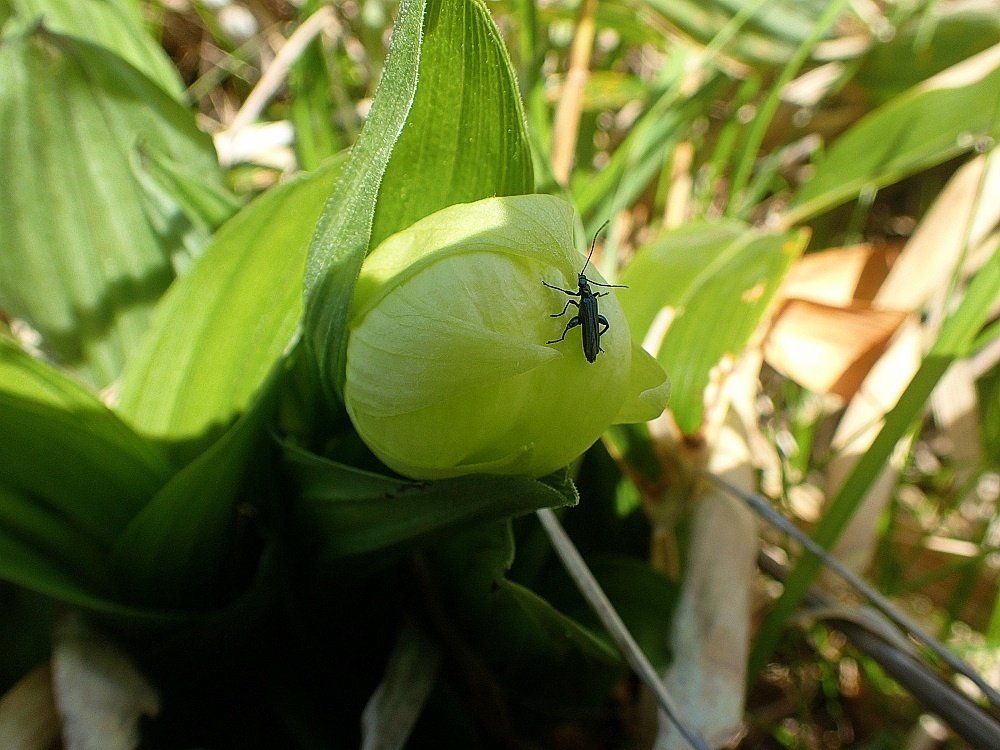 マ*ン様 アツモリソウ 礼文アツモリソウ 2023年5月 礼文島・レブンアツモリソウ｜栗コロッケ