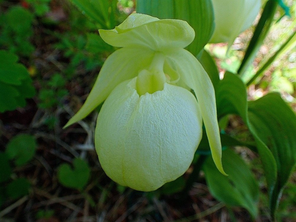 55 礼文アツモリソウ レブンアツモリソウ 礼文島でしか見ることができない固有種で、 綺麗な