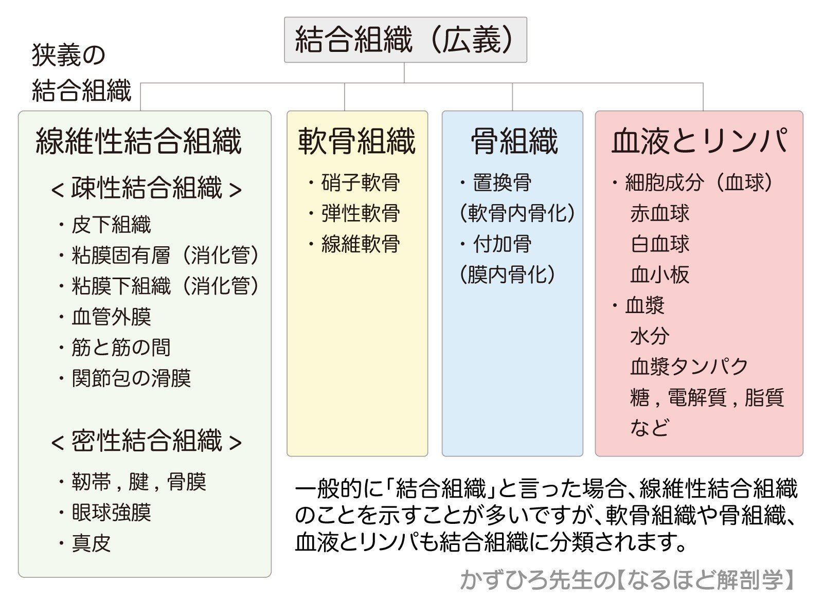 人体組織学　結合組織・皮膚とその付属品 人体組織学　結合組織・皮膚とその付属品