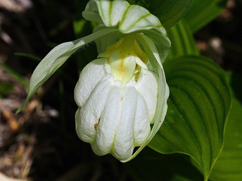 レブンアツモリソウ開花株1芽
