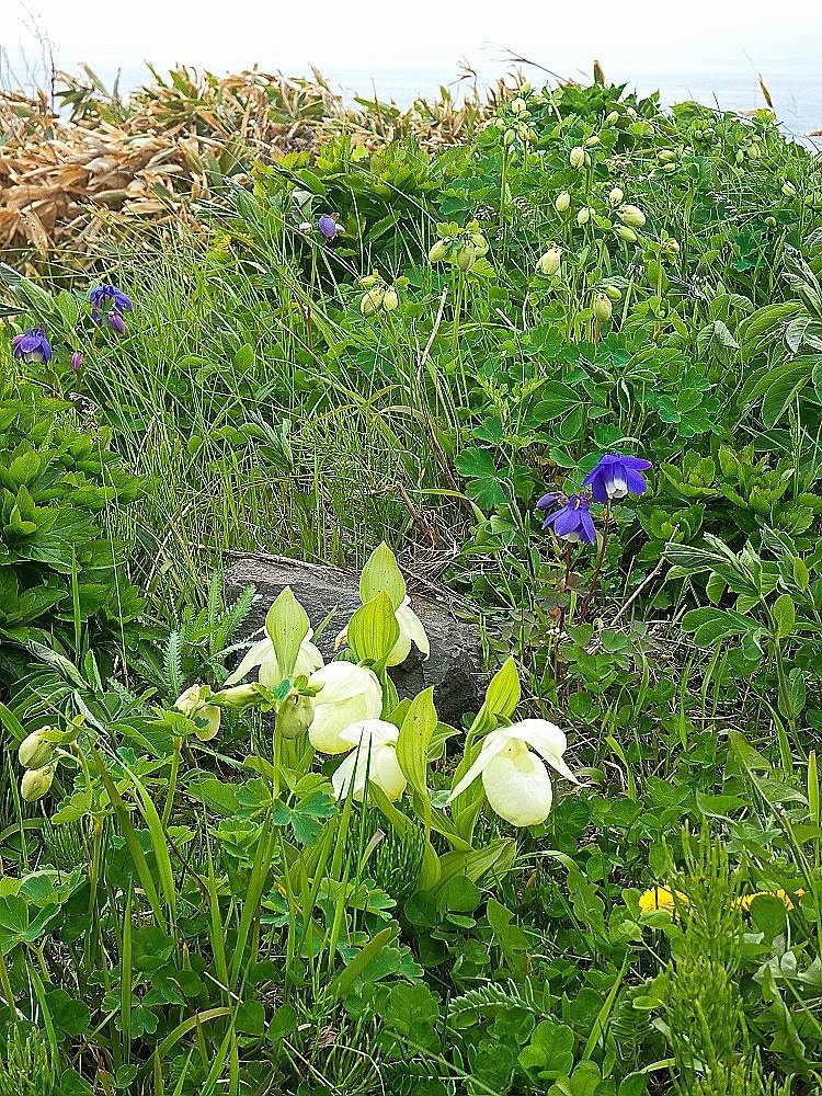 2023年5月 礼文島の花｜栗コロッケ