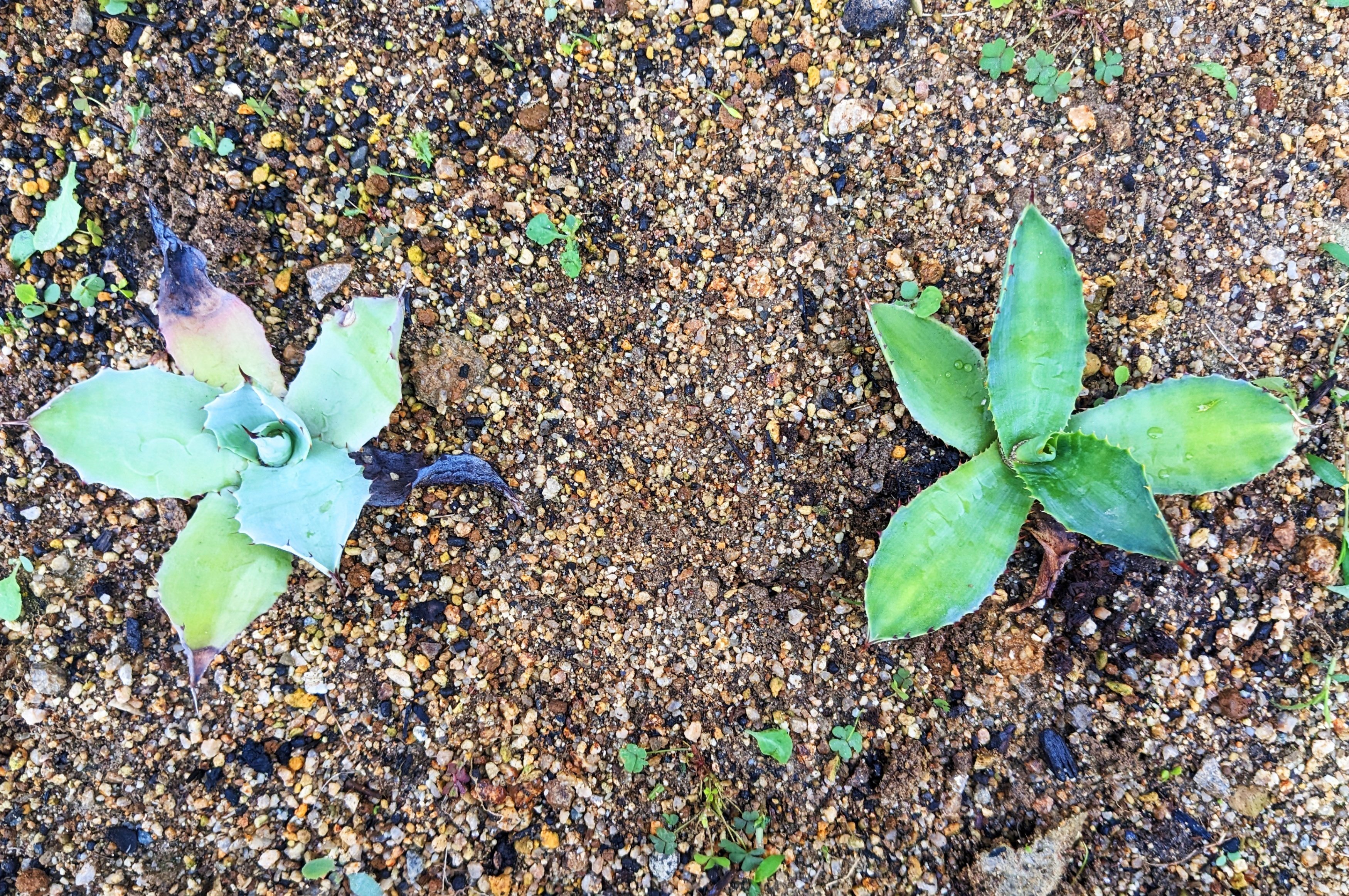 アガベ～実生（みしょう）の楽しさ｜yorozuya377