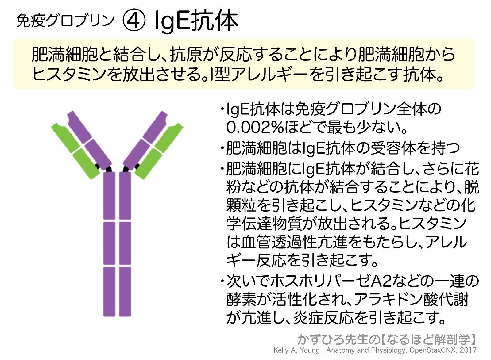 Amazon.co.jp: 細胞生物学・組織学の要点整理 : 本