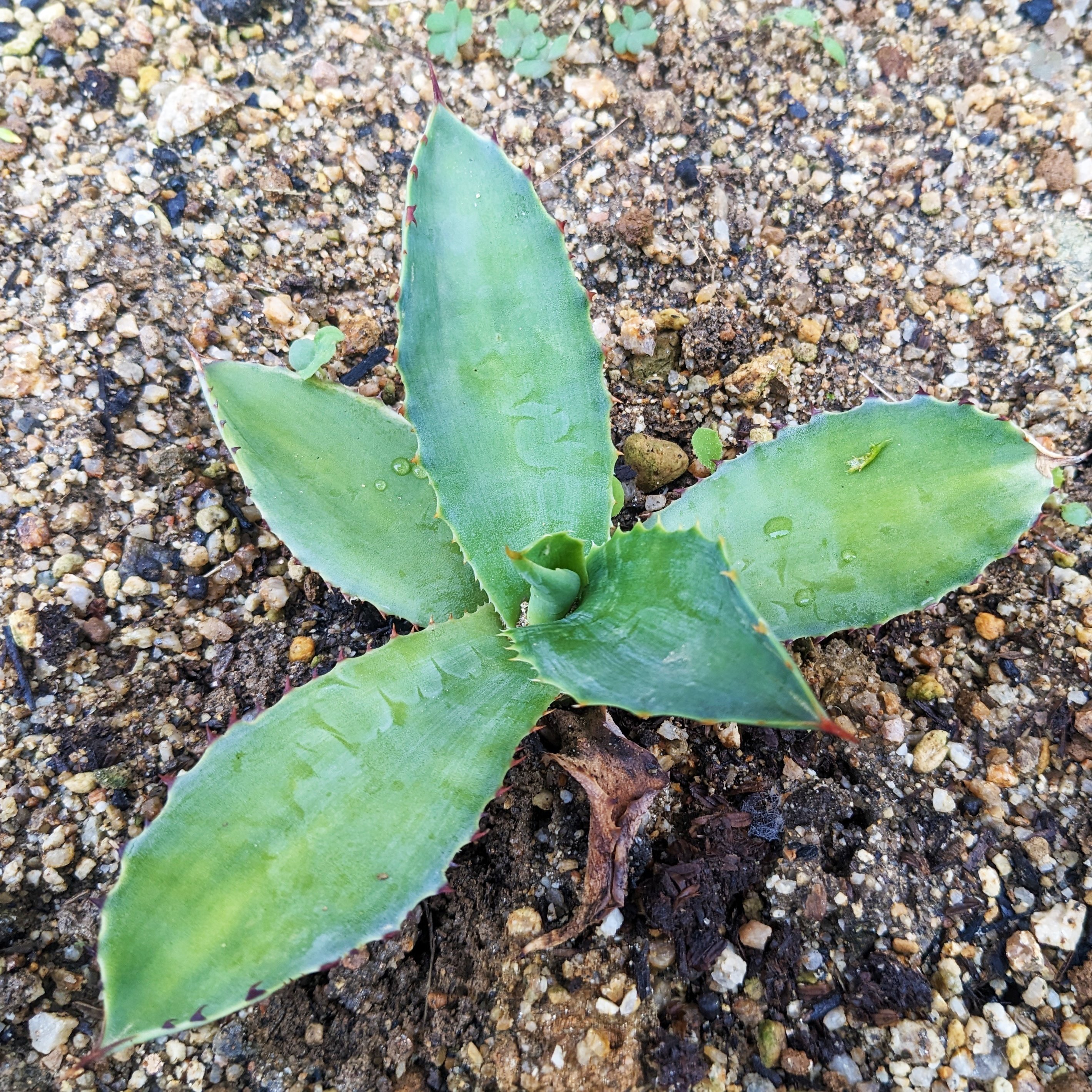 アガベ～実生（みしょう）の楽しさ｜yorozuya377