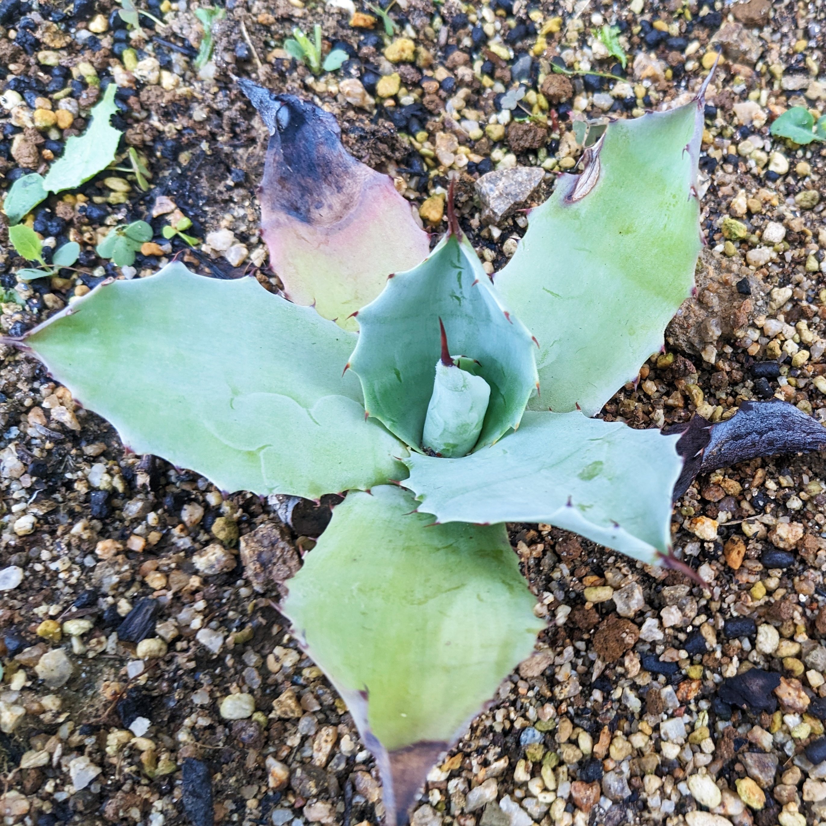 アガベ～実生（みしょう）の楽しさ｜yorozuya377