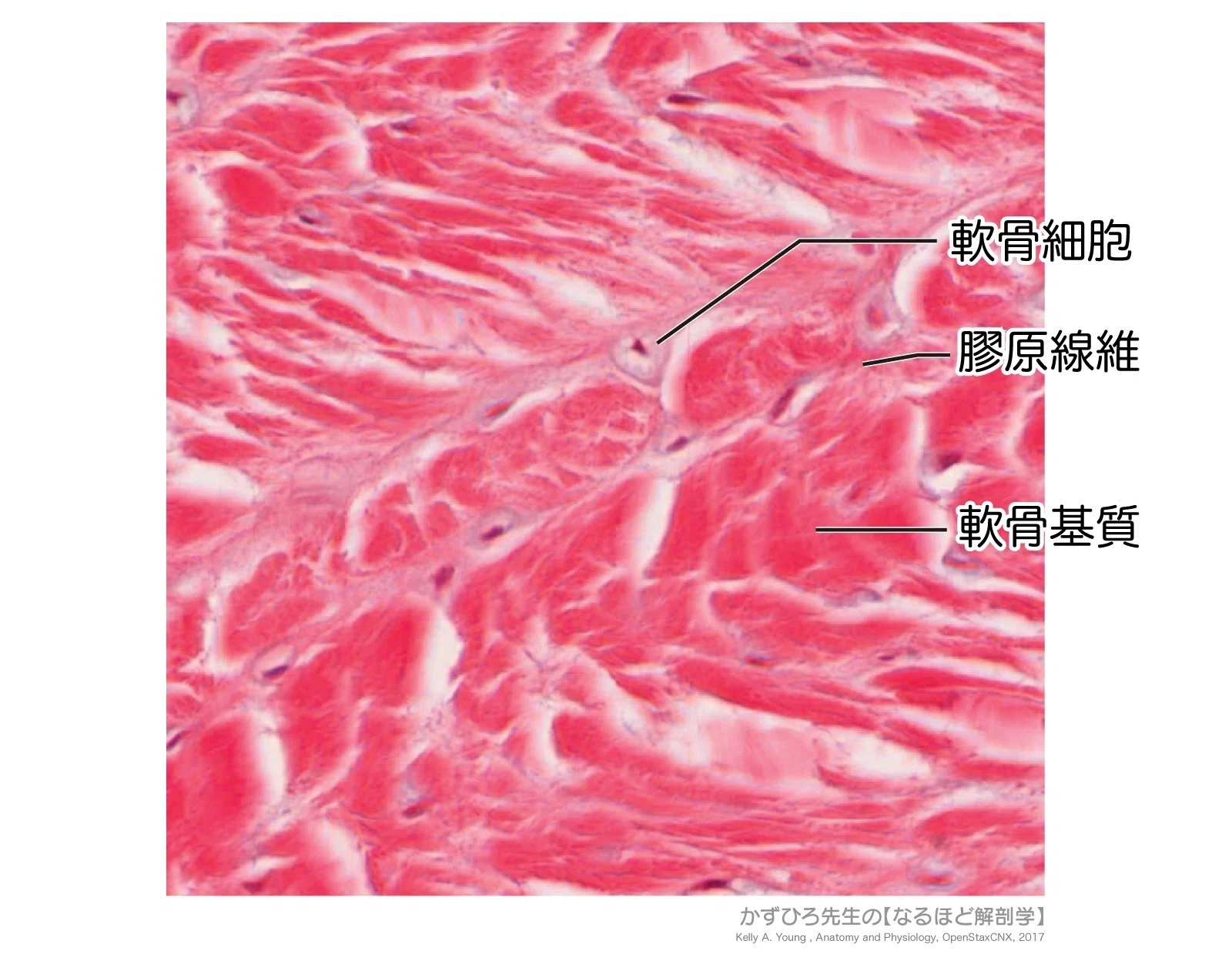 緻密線維性結合組織図