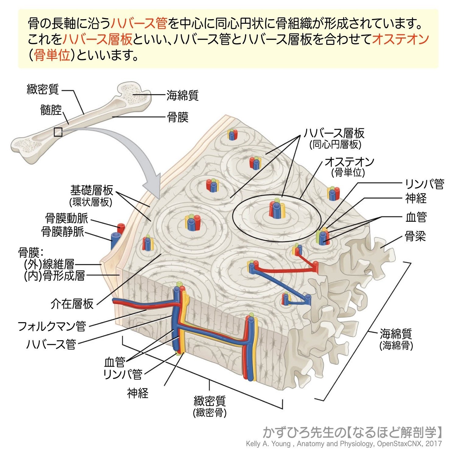 1-2(2)】 結合組織 解説｜かずひろ先生（黒澤一弘｜解剖×教育×AI）