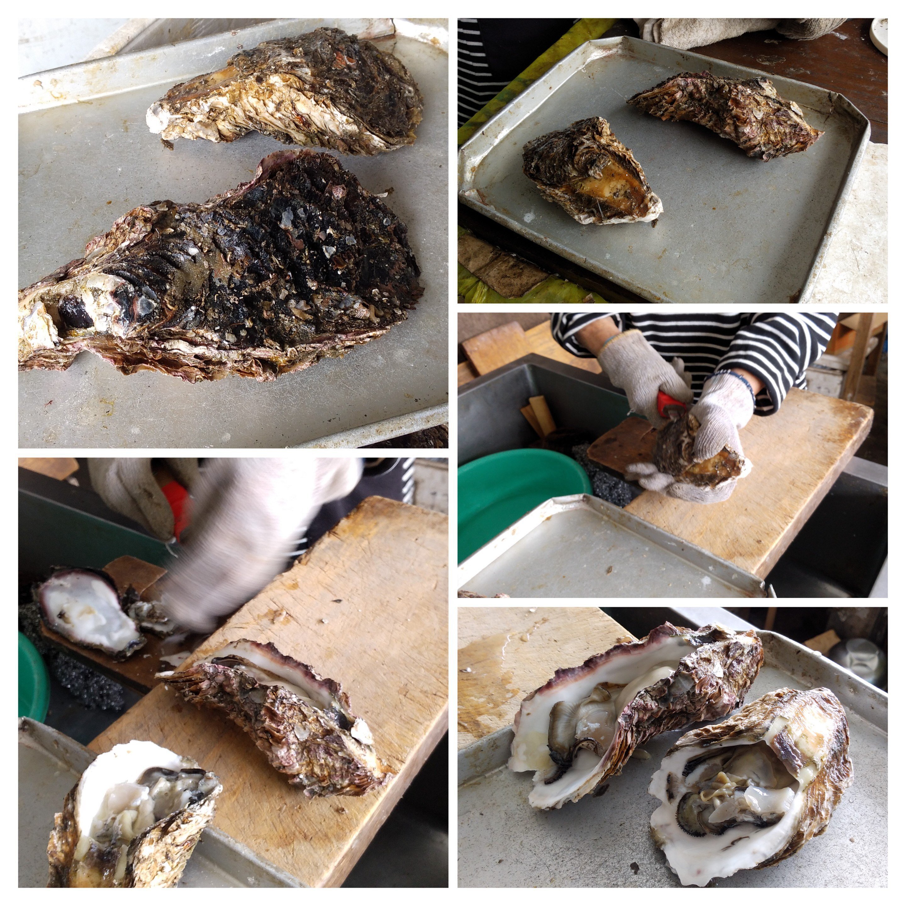 2023年 飯岡産天然磯ガキ(前編)/Locally sourced rock oyster:お